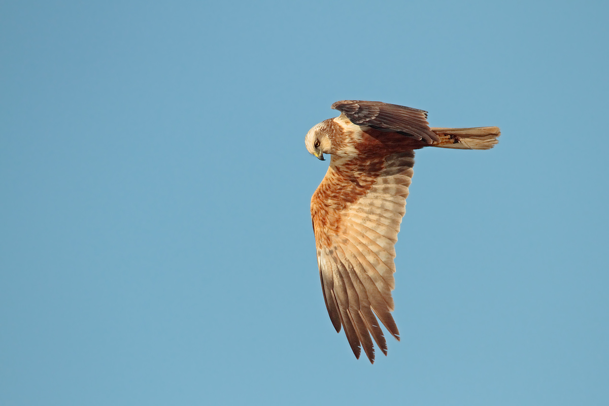 Marsh harrier