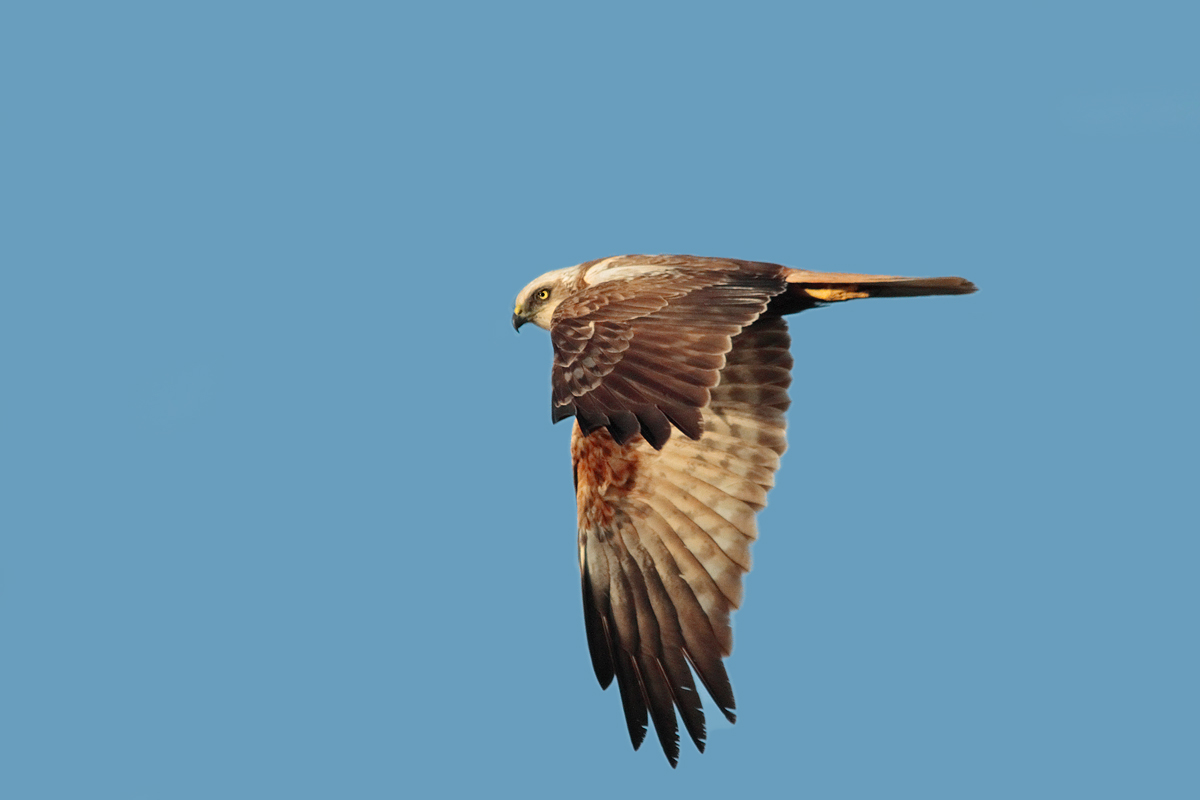 Marsh harrier