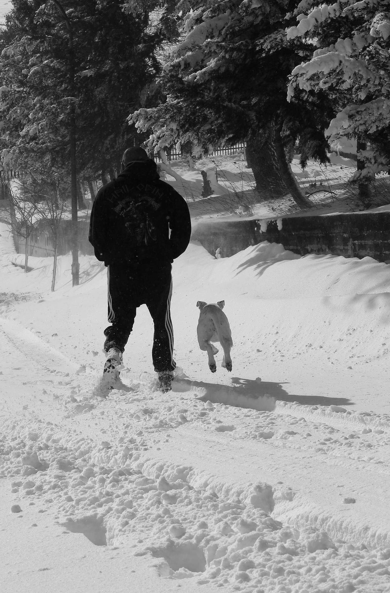 A passeggio con il cane