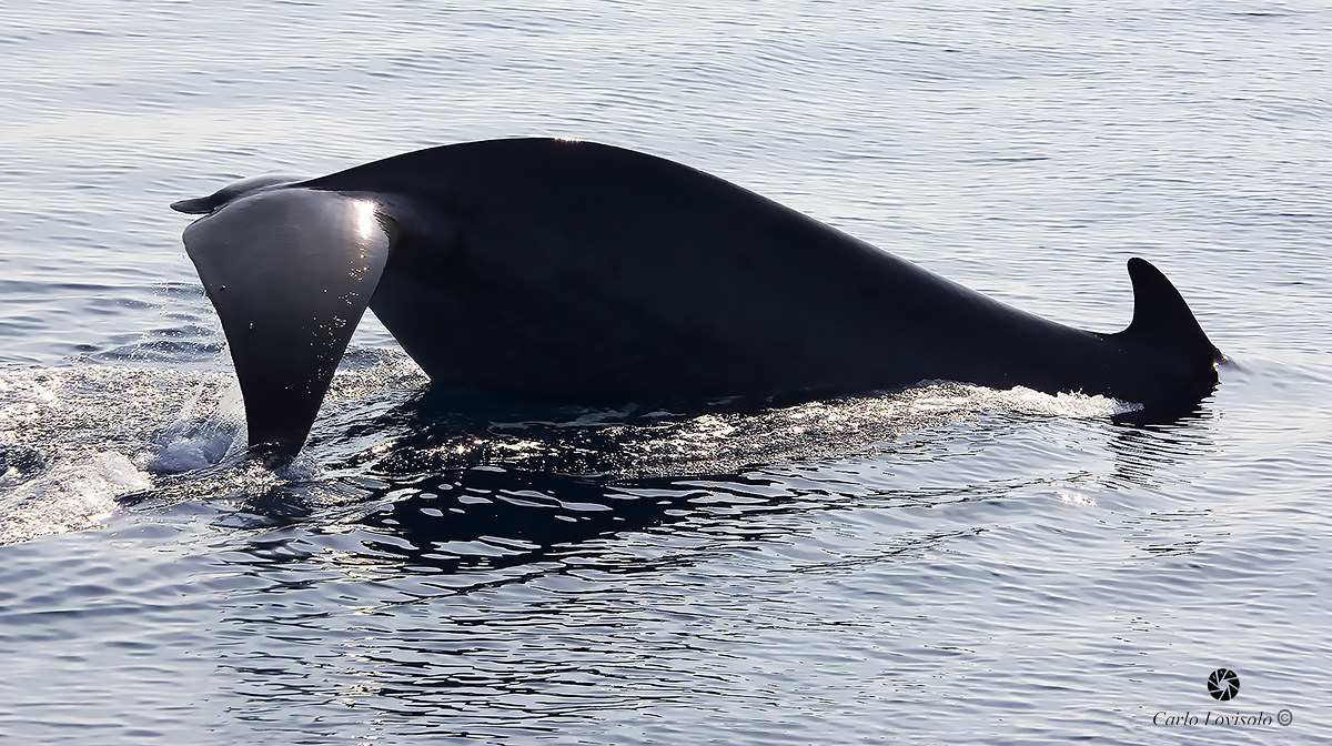 Ligurian Sea Fin whale