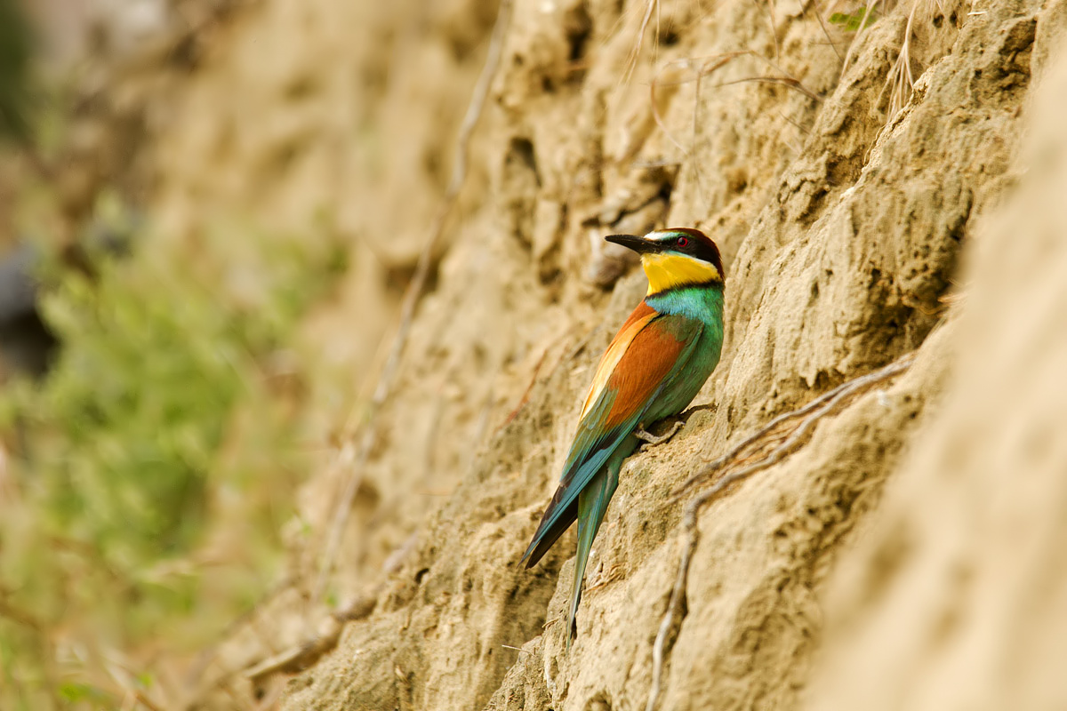 my first bee-eater