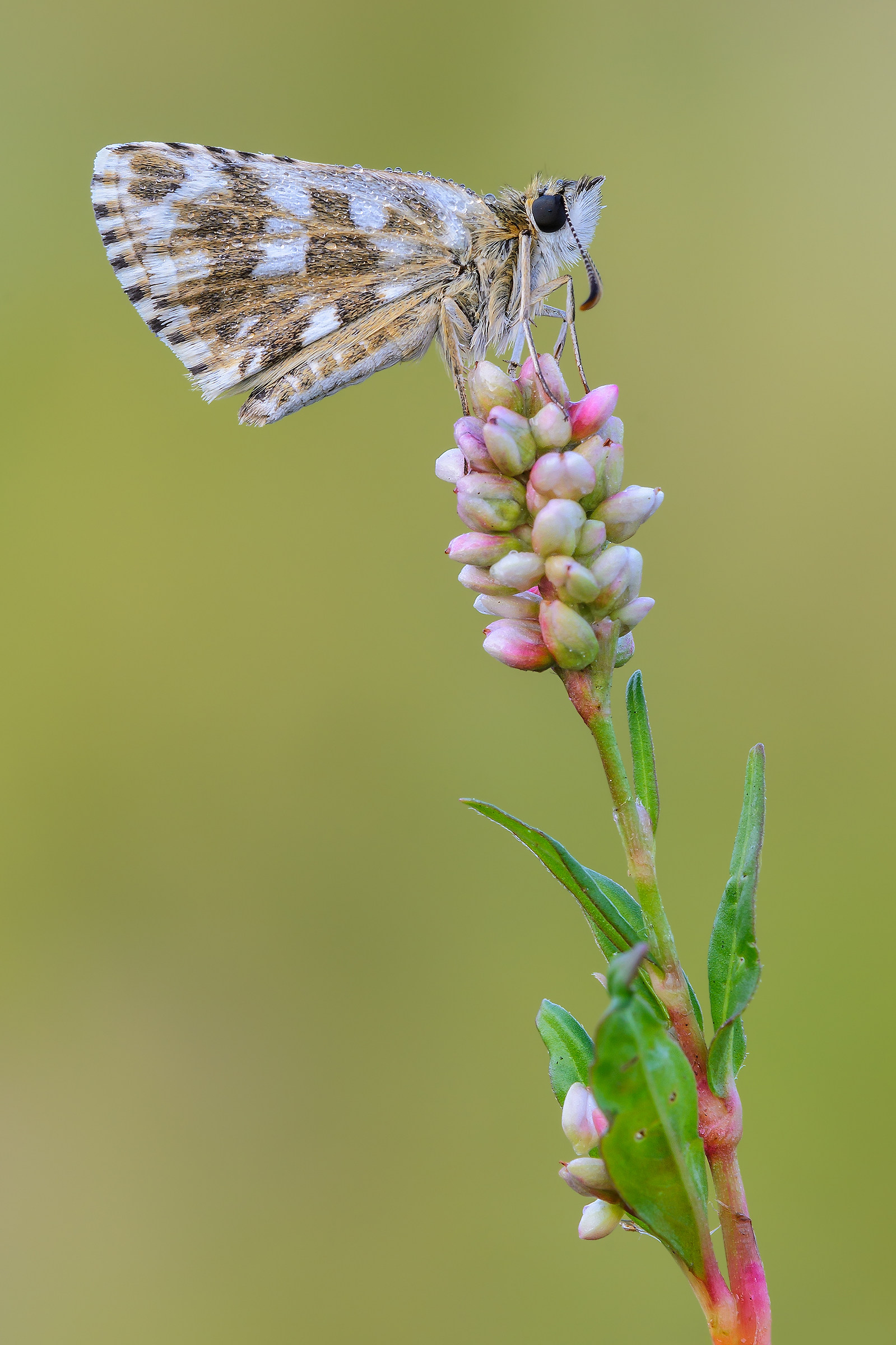Pyrgus armoricanus of Persicaria maculosa