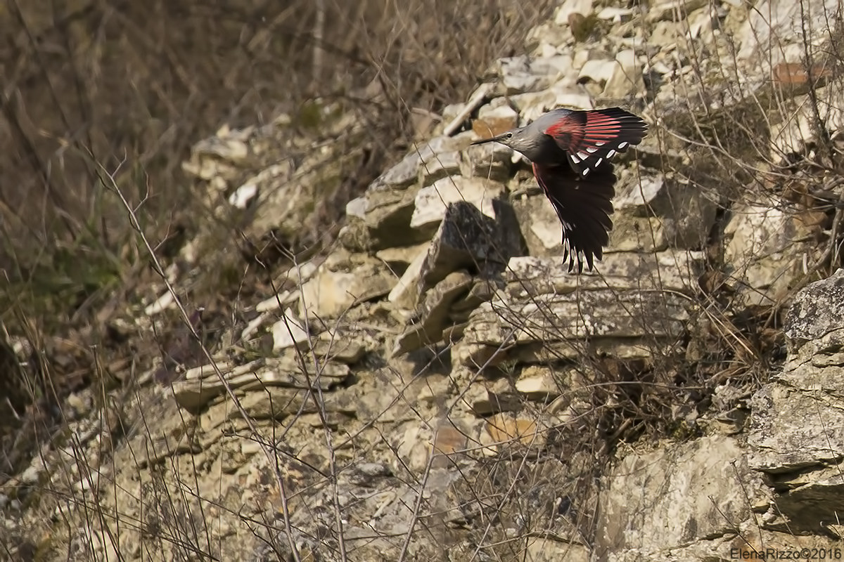 Picchio muraiolo (croppone)