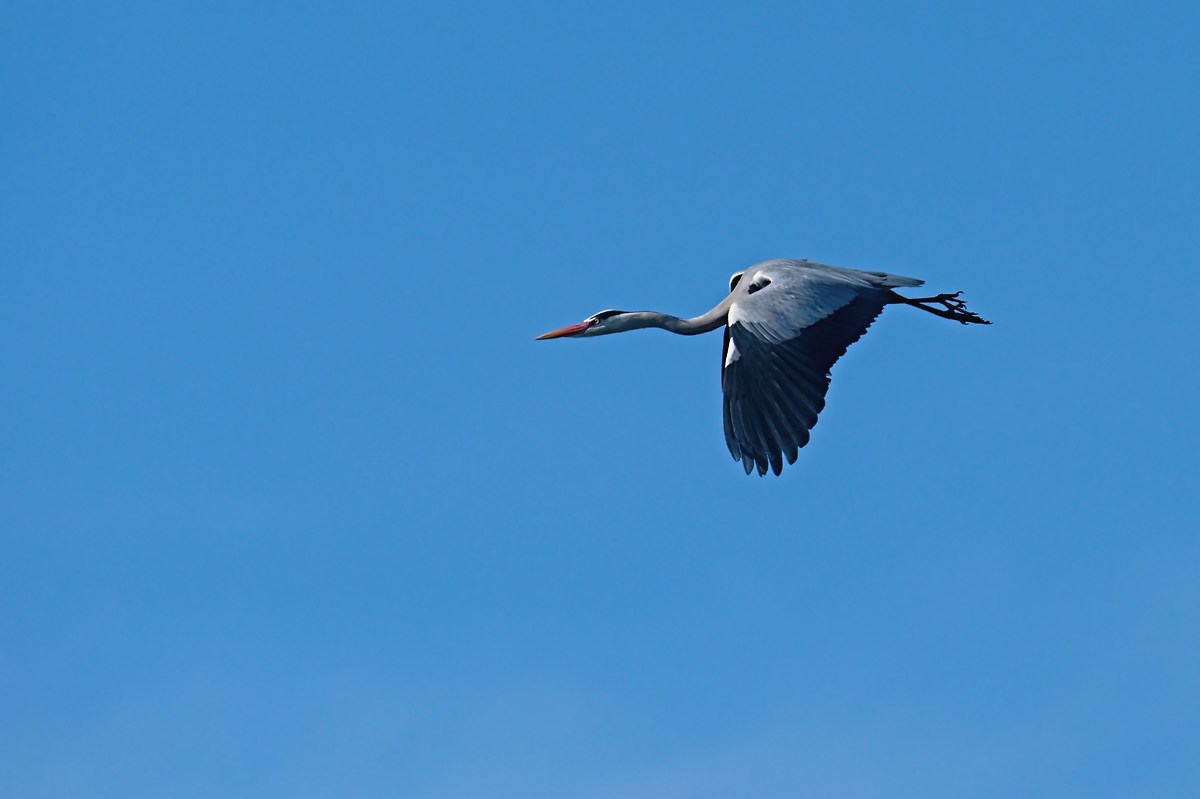 the flight of Cenerino