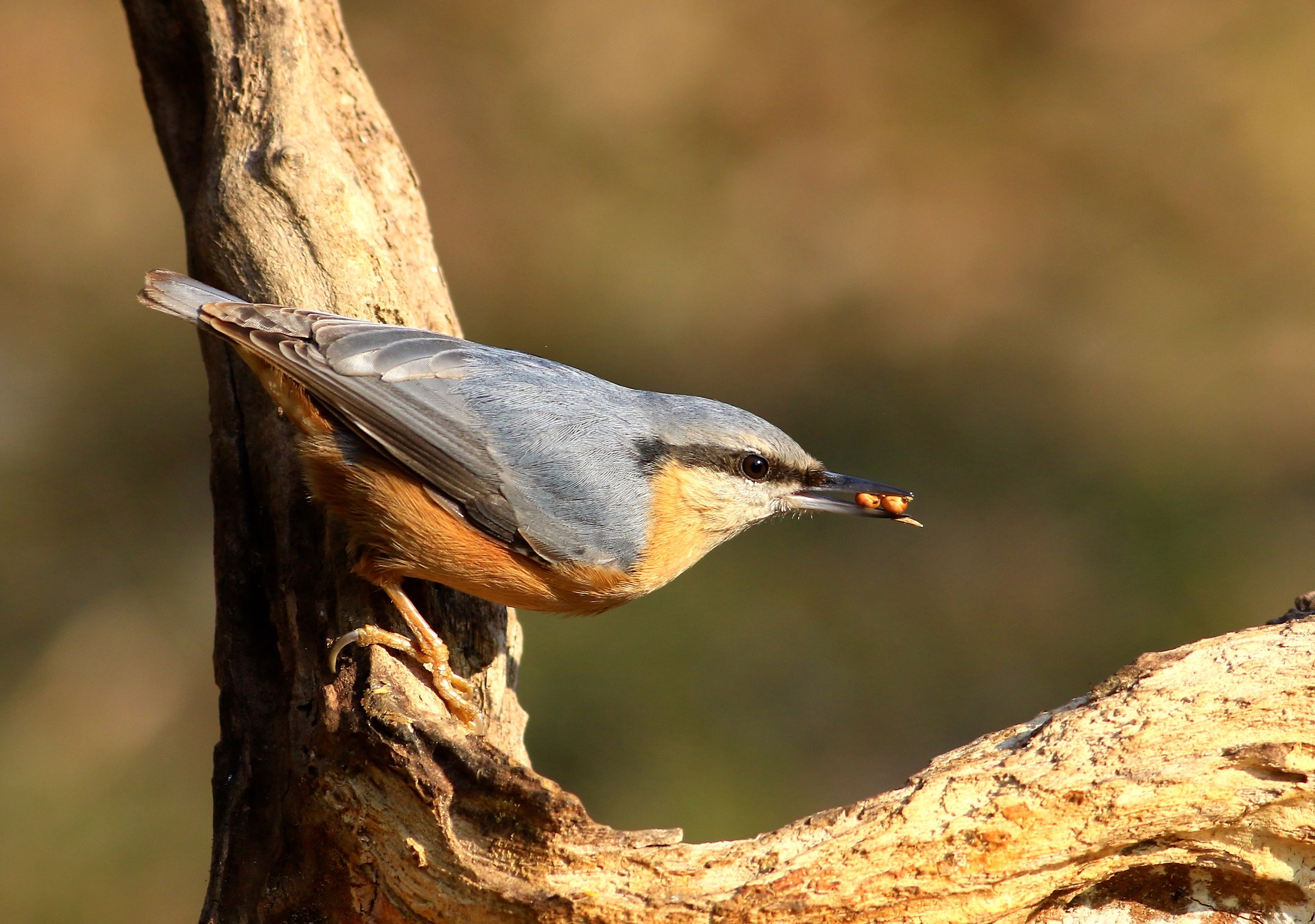 il mio 1° picchio muratore