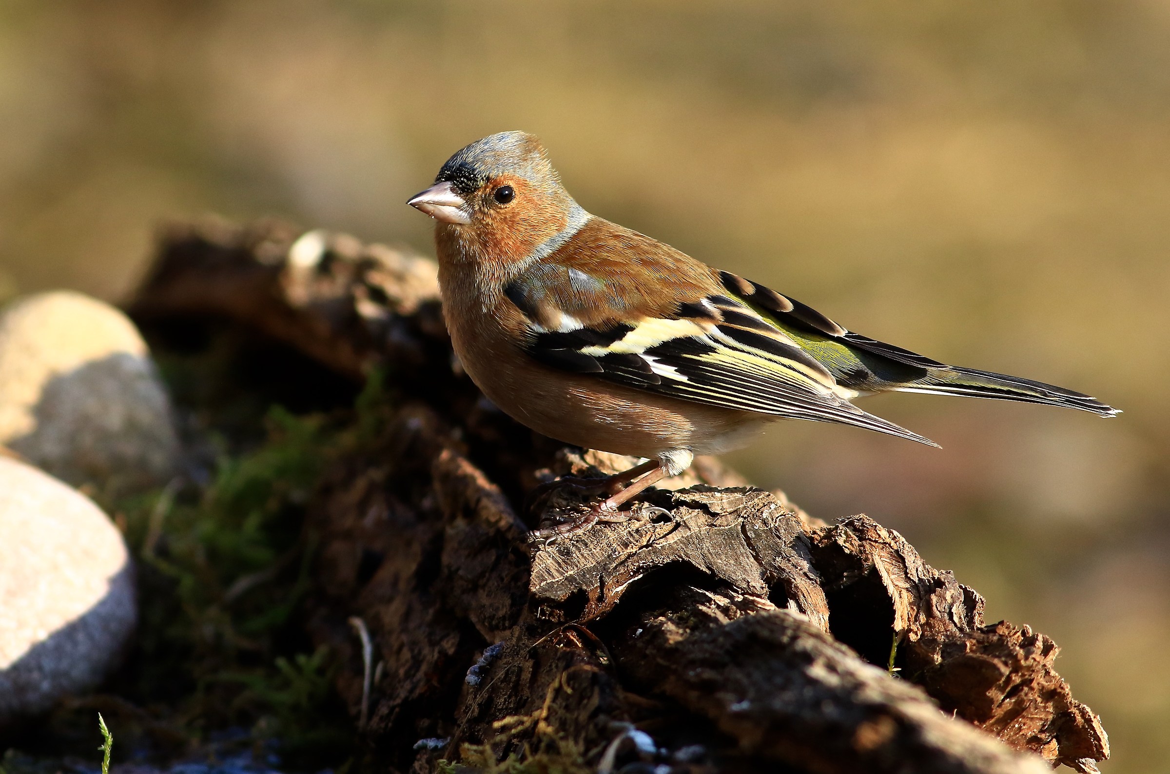 il mio 1° fringuello