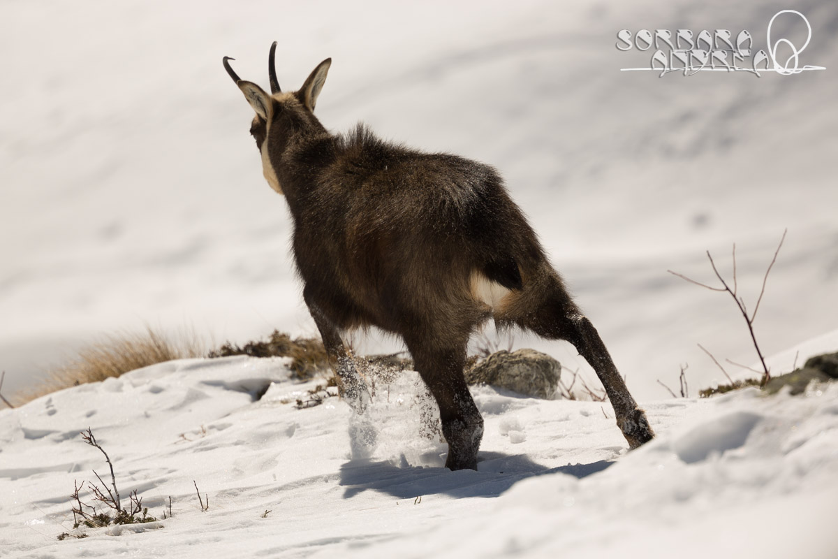 Chamois