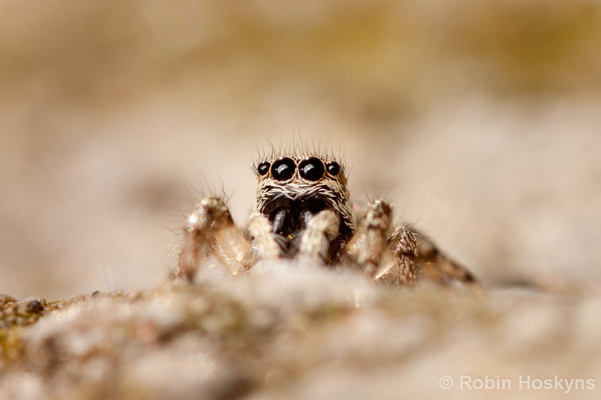 Zebra Spider (Salticus scenicus)