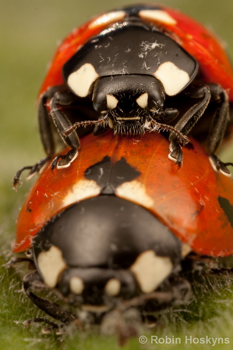 Accoppiamento 7-loco Coccinelle