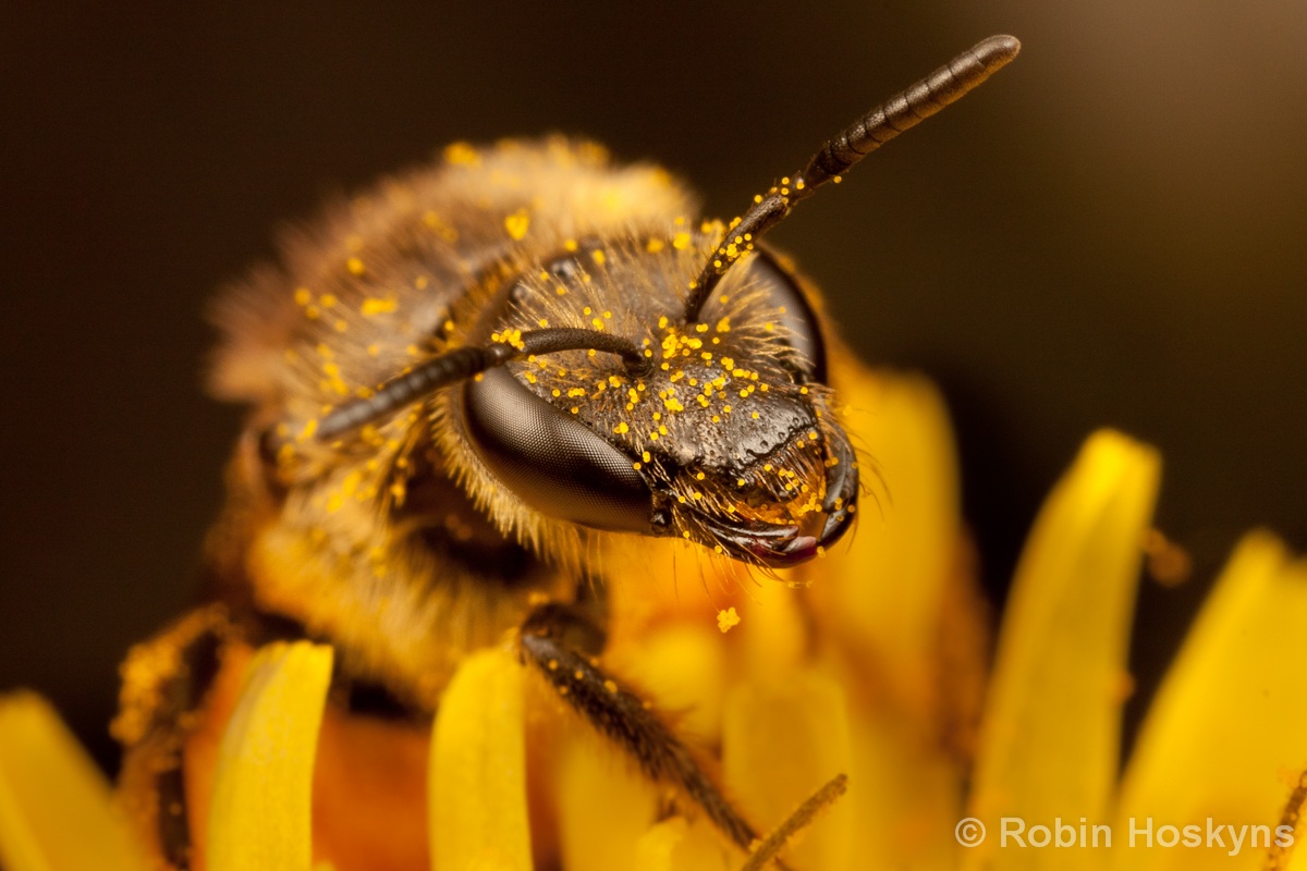 Lasioglossum calceatum