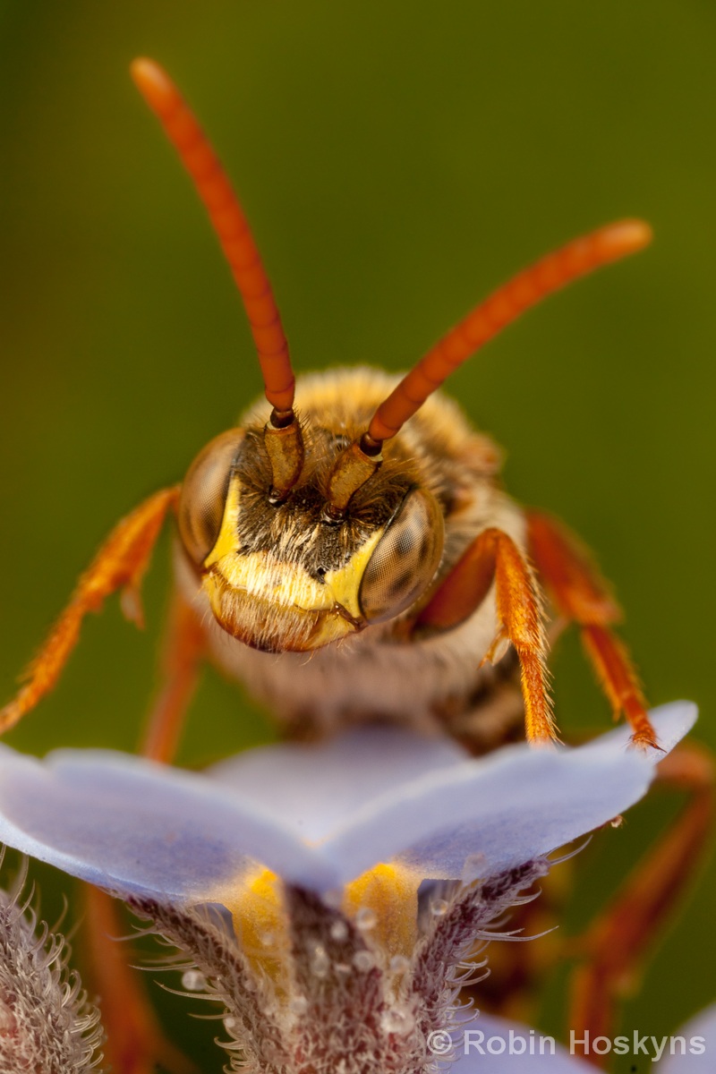 Nomada Bee