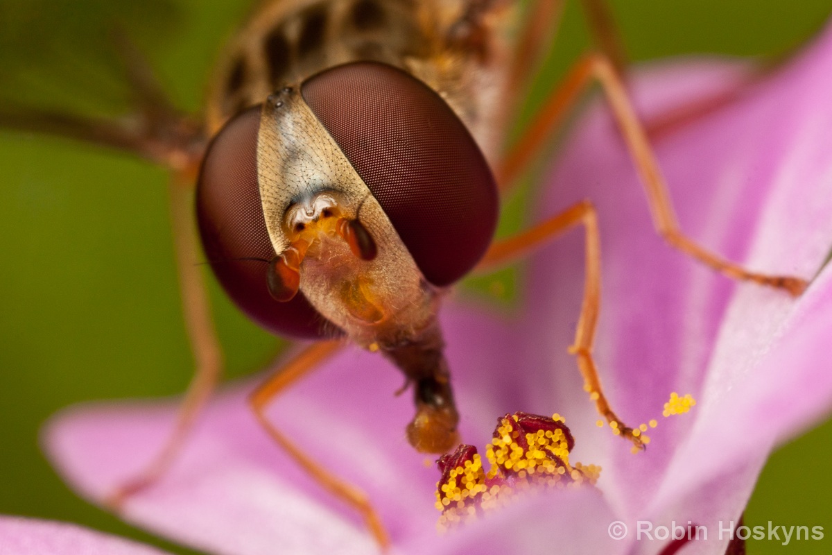 Hoverfly