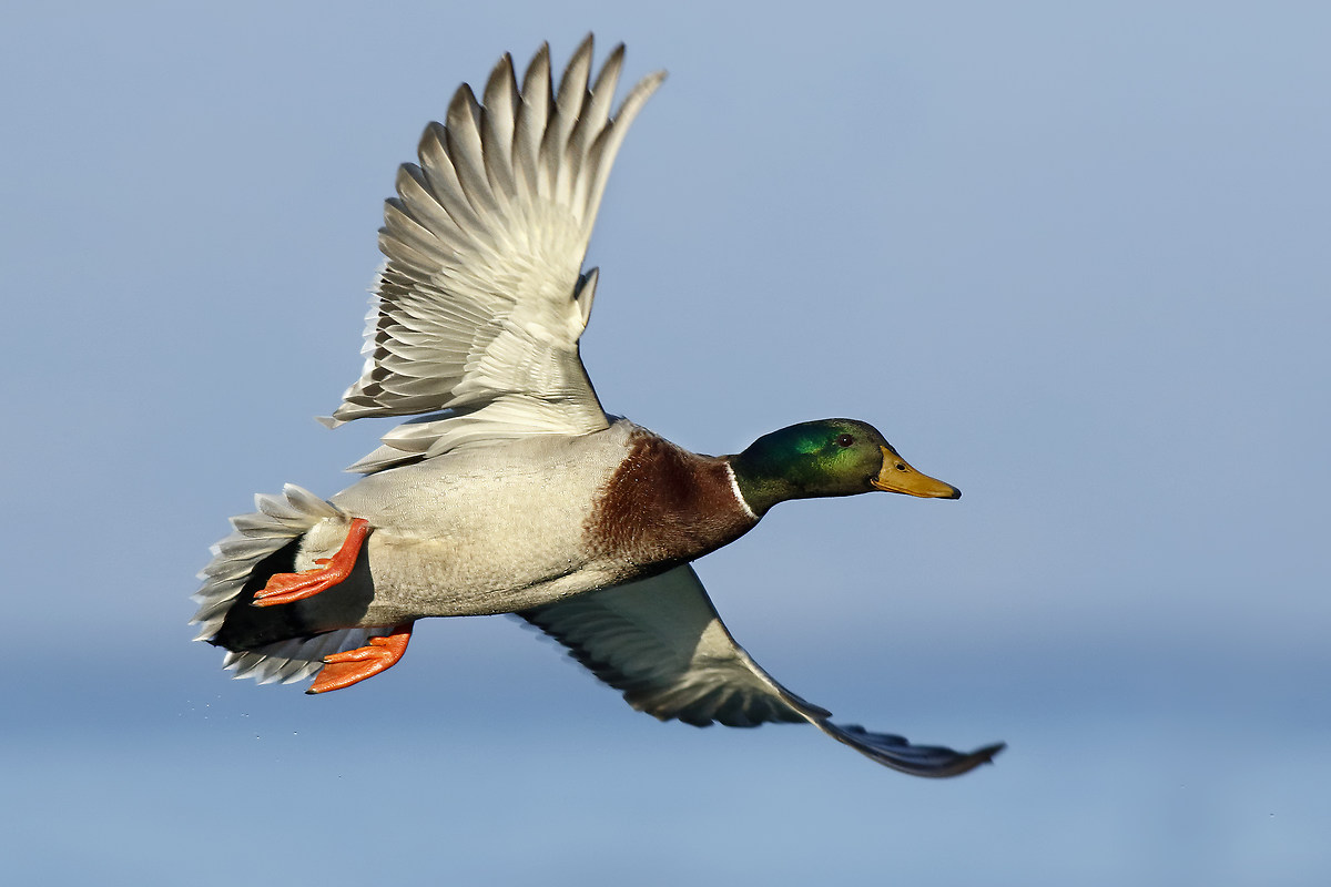 Mallard
