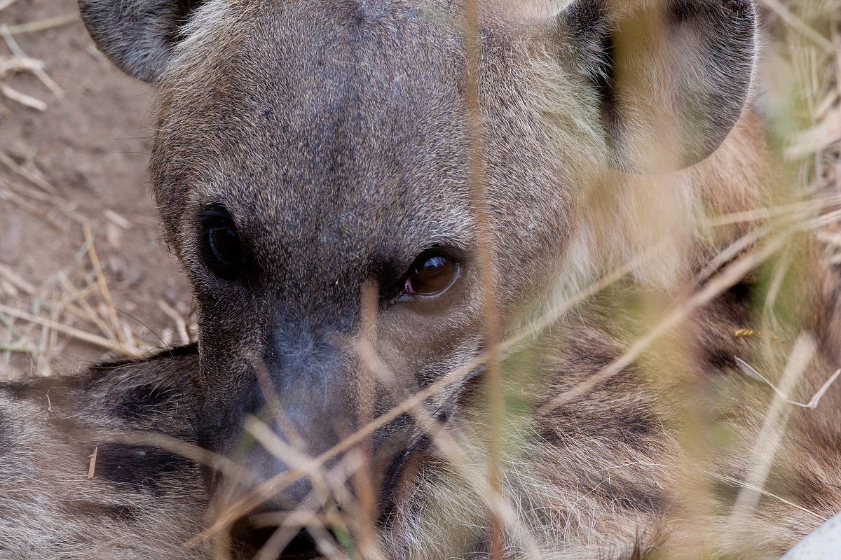 Hyena (Kruger NP)