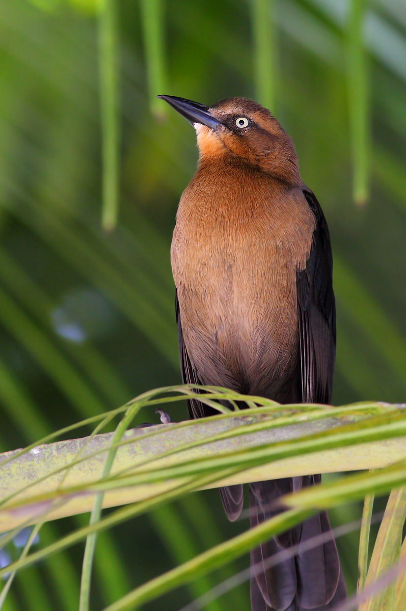 Mexican chough