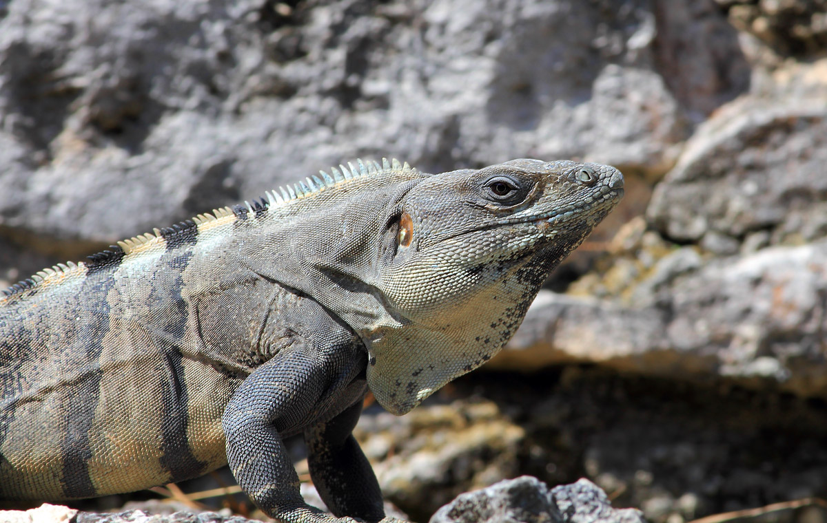 Iguana