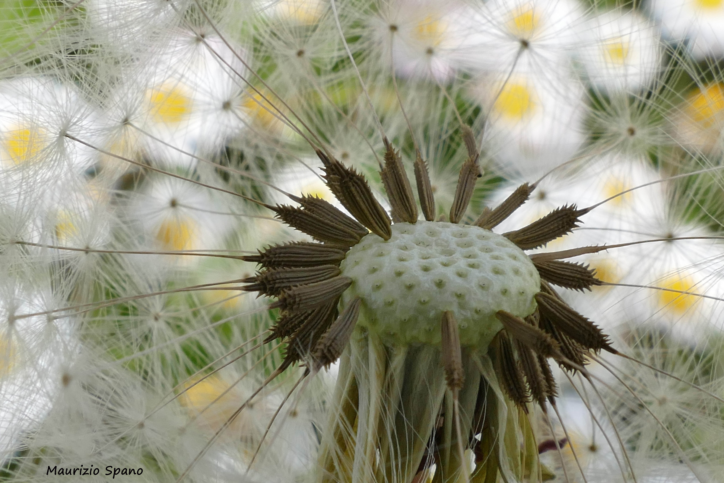 Sguardo sul cielo di margherite