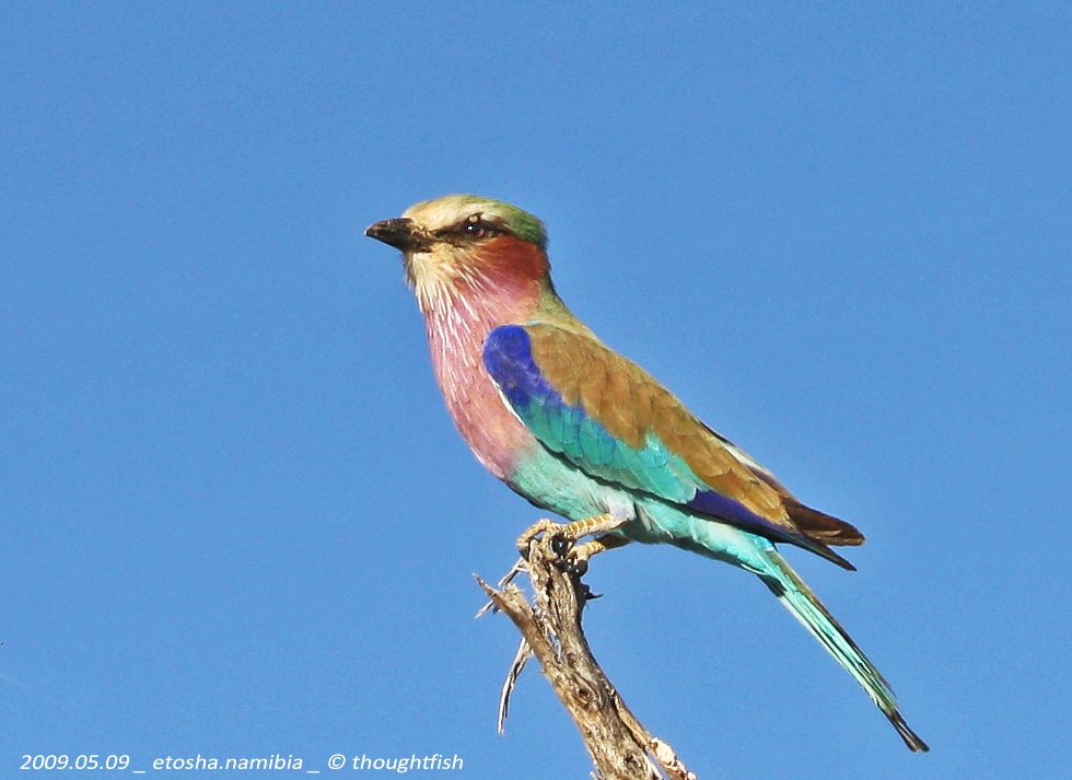 lilla-breasted roller