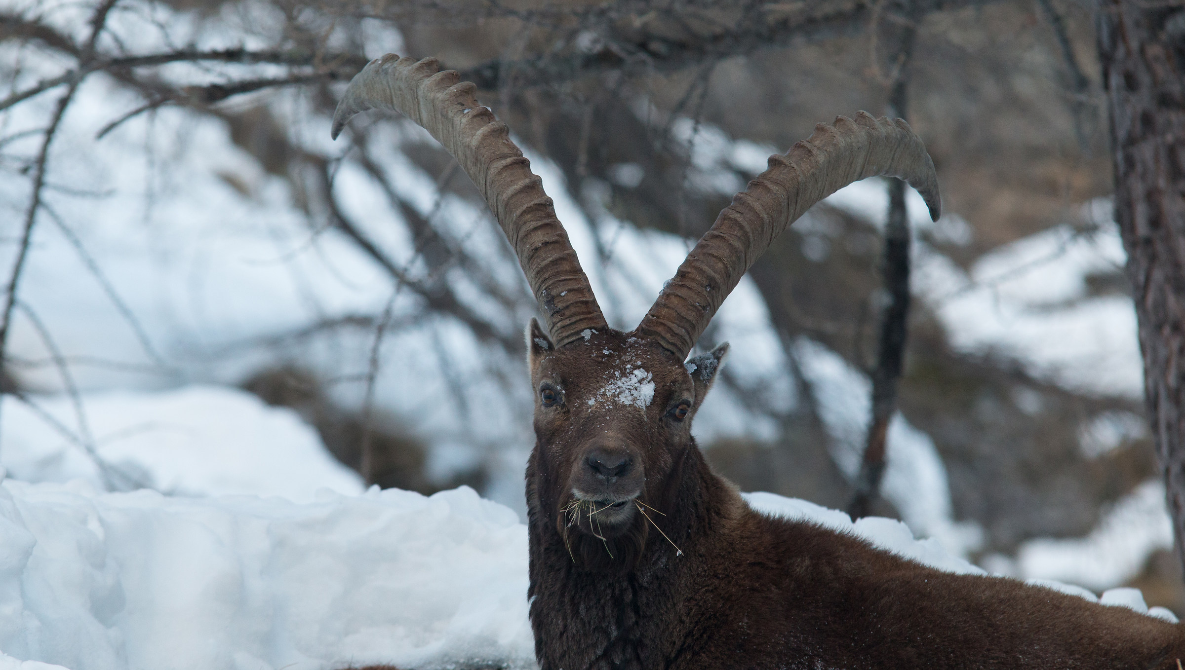 Ibex