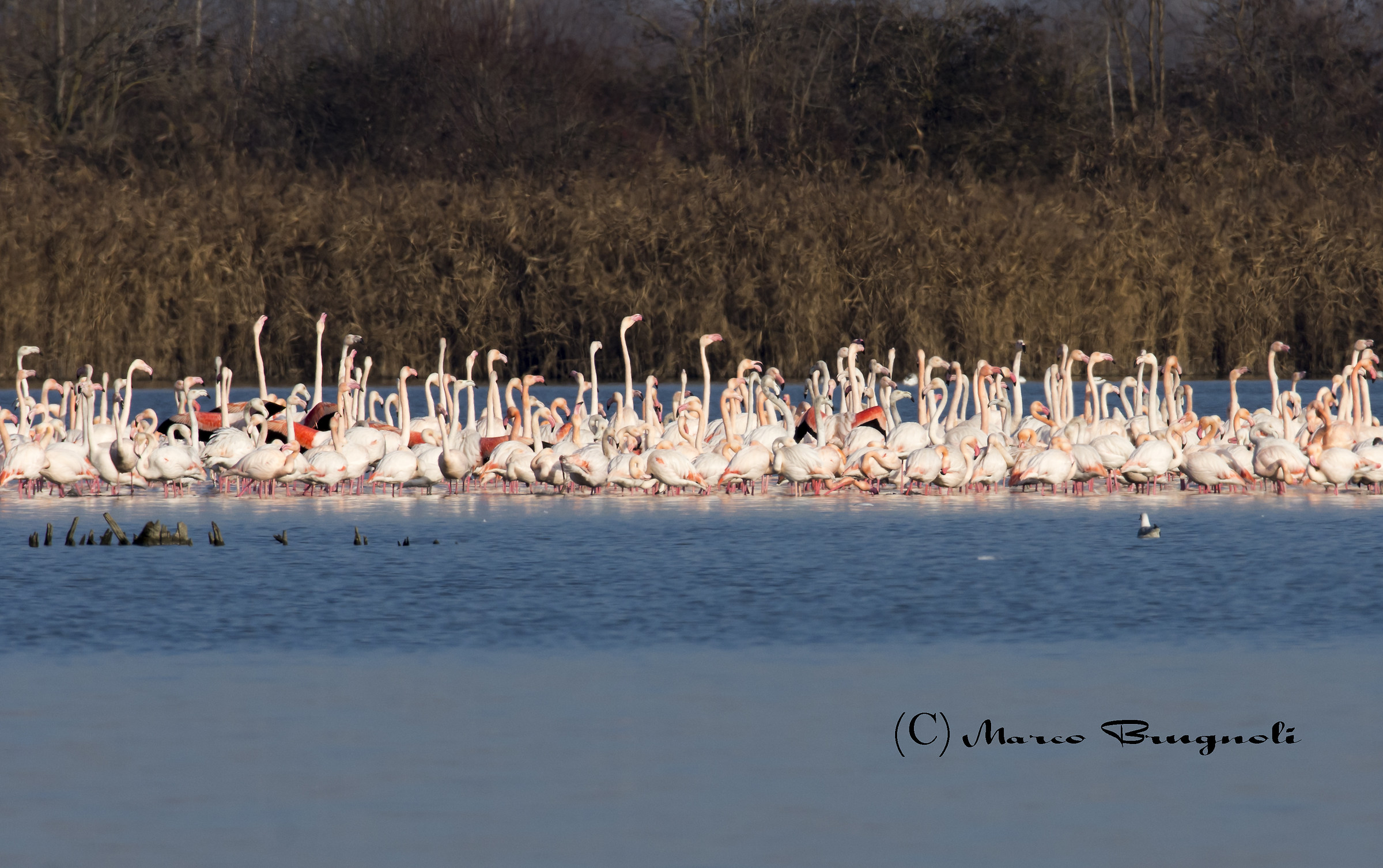 Crowd in the valley.