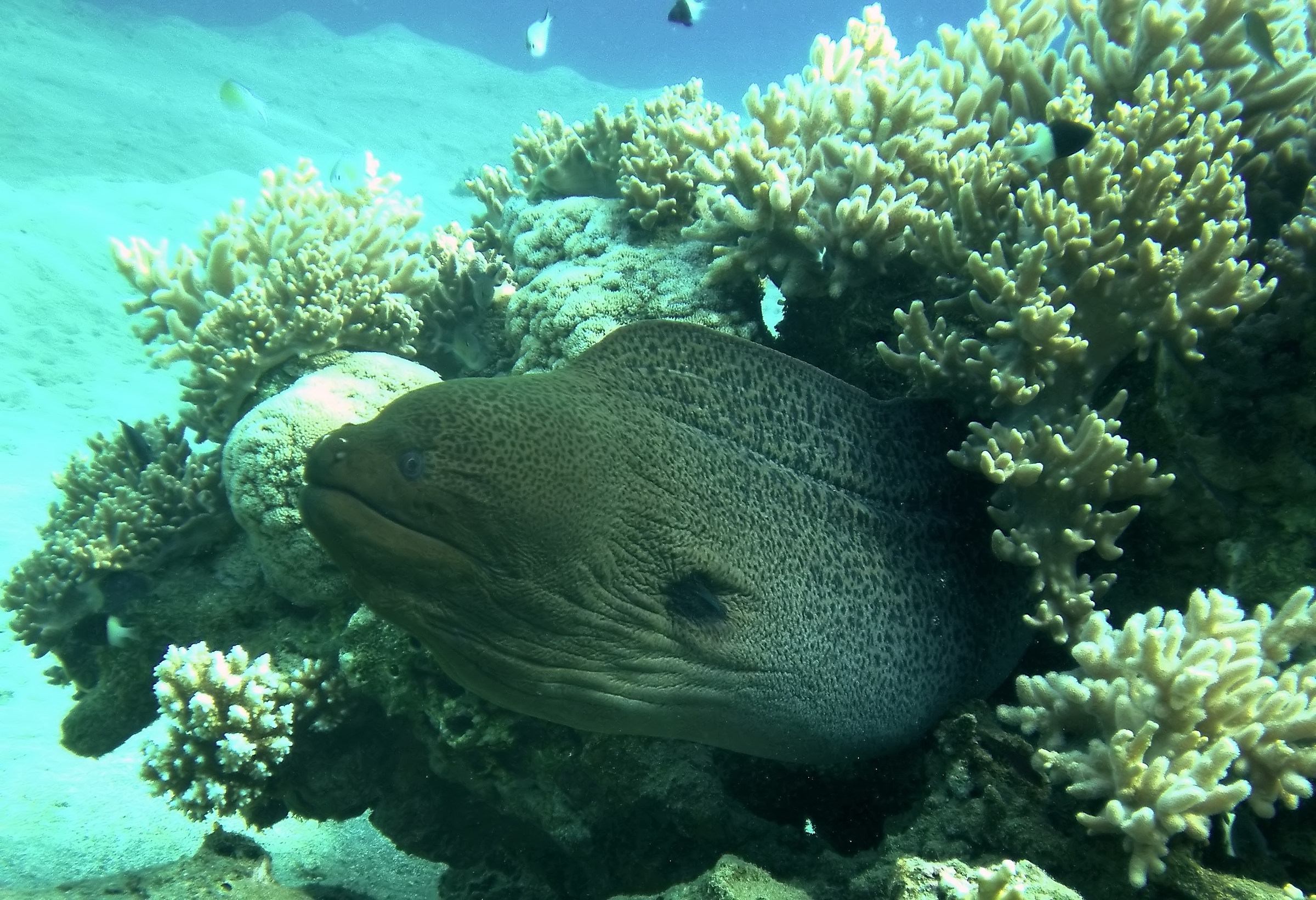 Gymnothorax javanicus