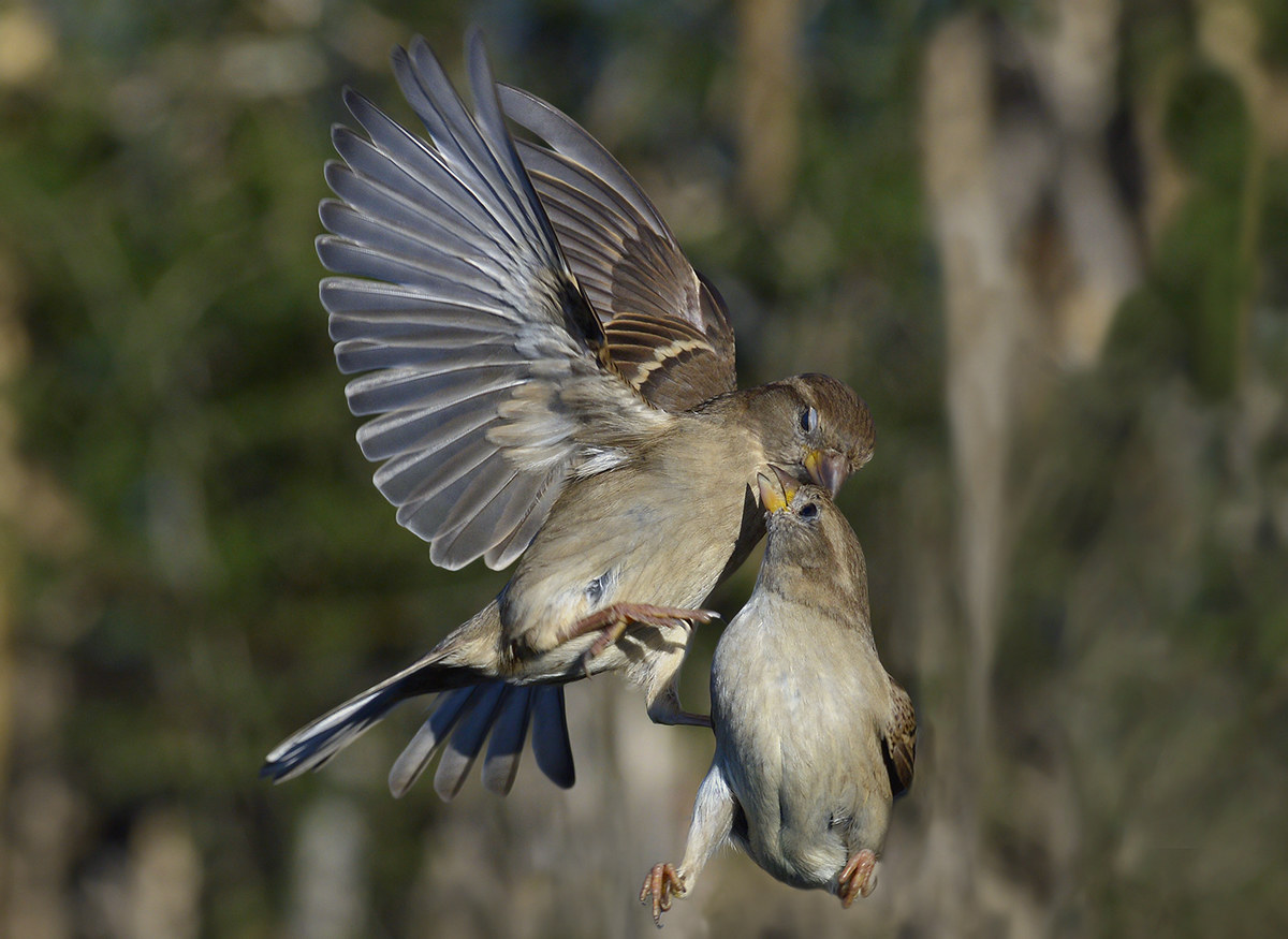 Con la zampetta blocca le ali della contendente.