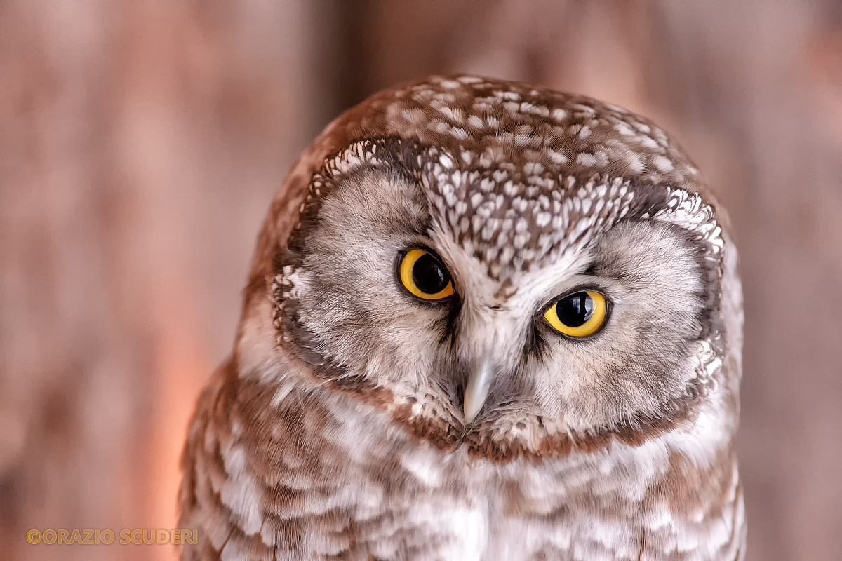 Eurasian Pygmy Owl (Bayerischer Wald)