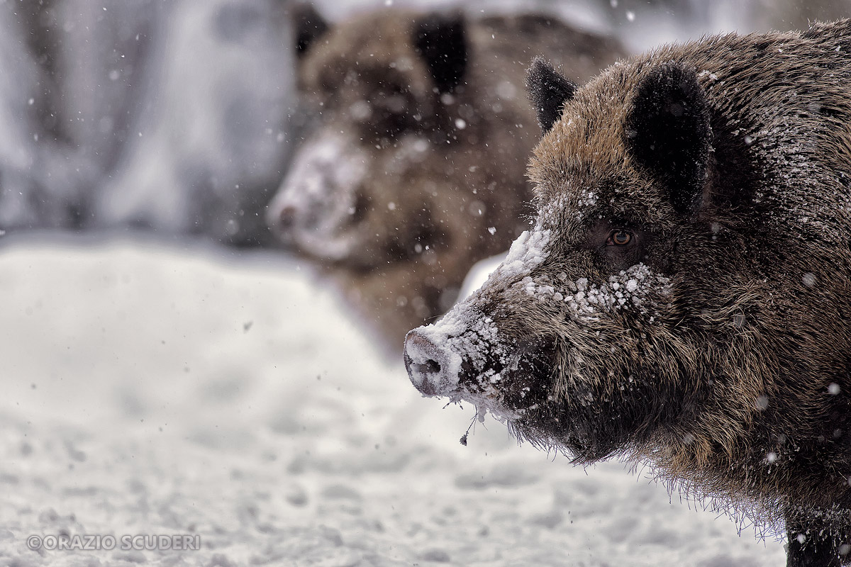Sus scrofa (Bayerischer Wald)