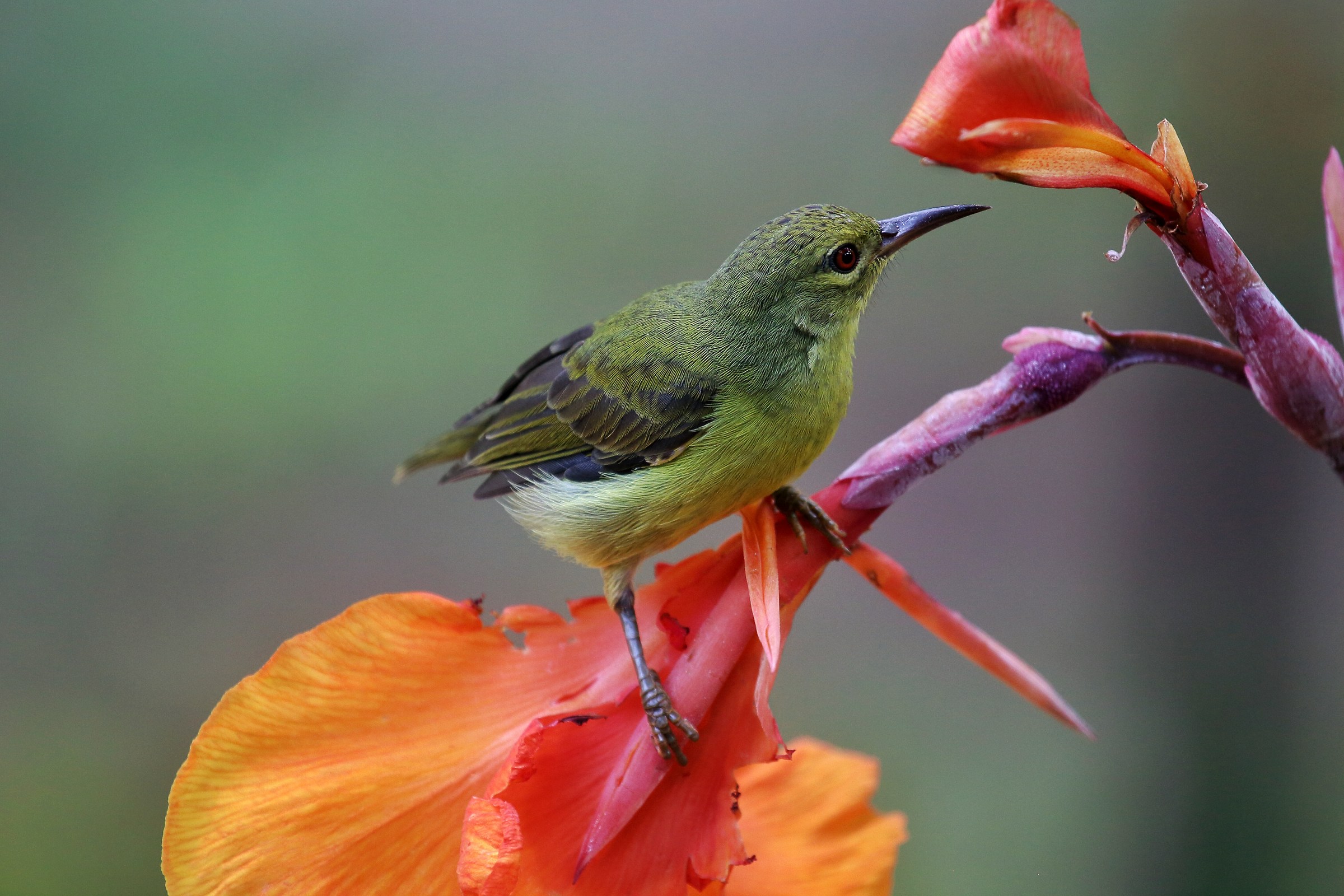 Dicaeum3 (beccafiori)