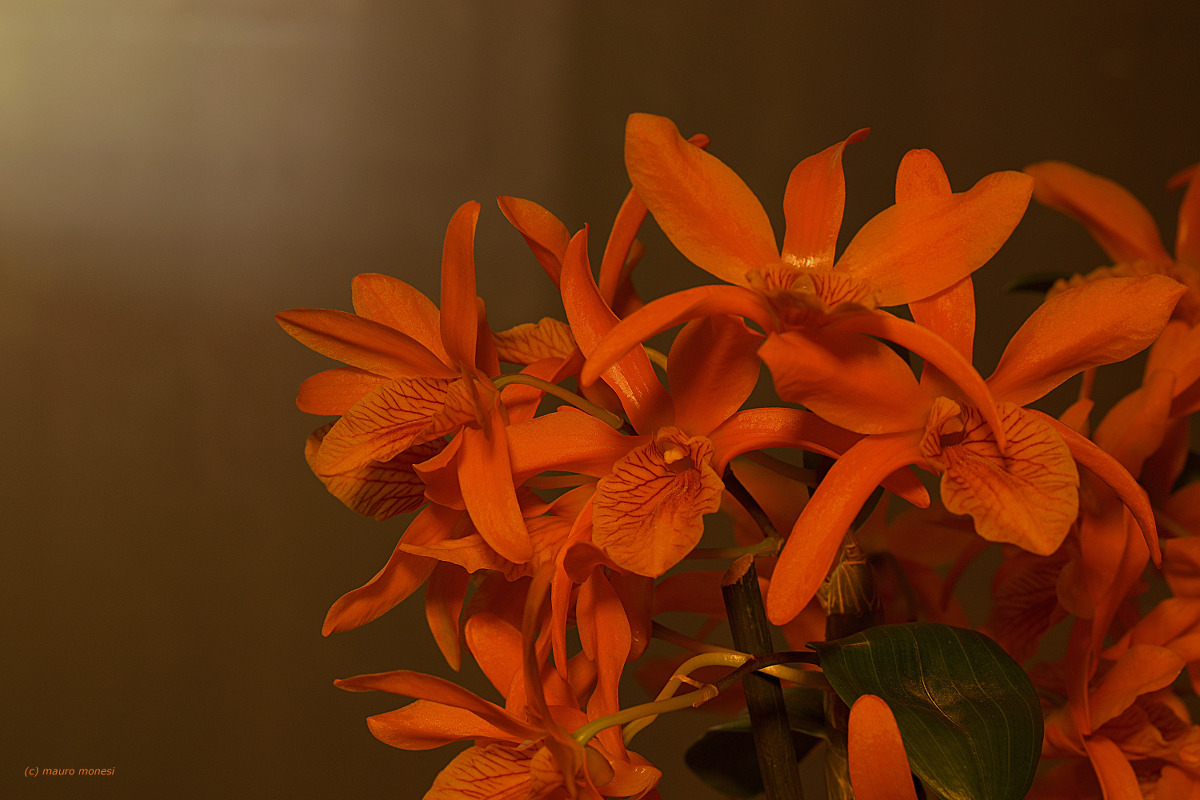 Orchid Dendrobium nobile