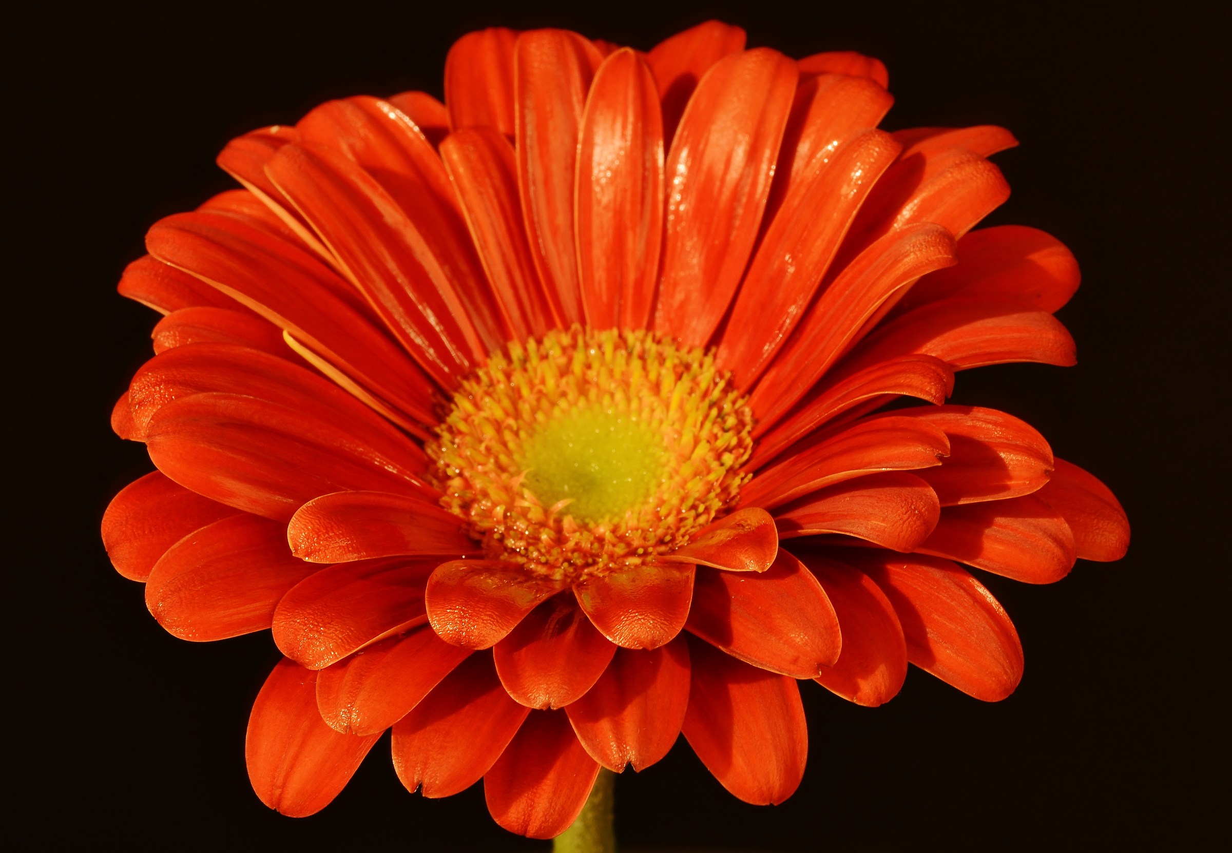 simply Gerbera
