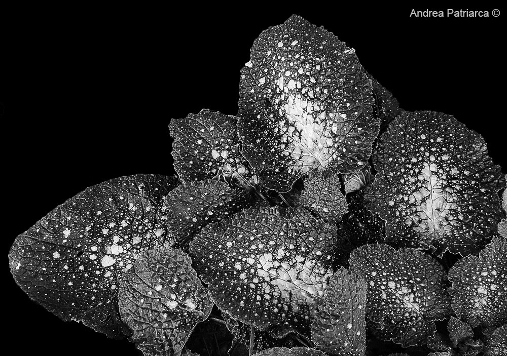 Borago officinalis L.