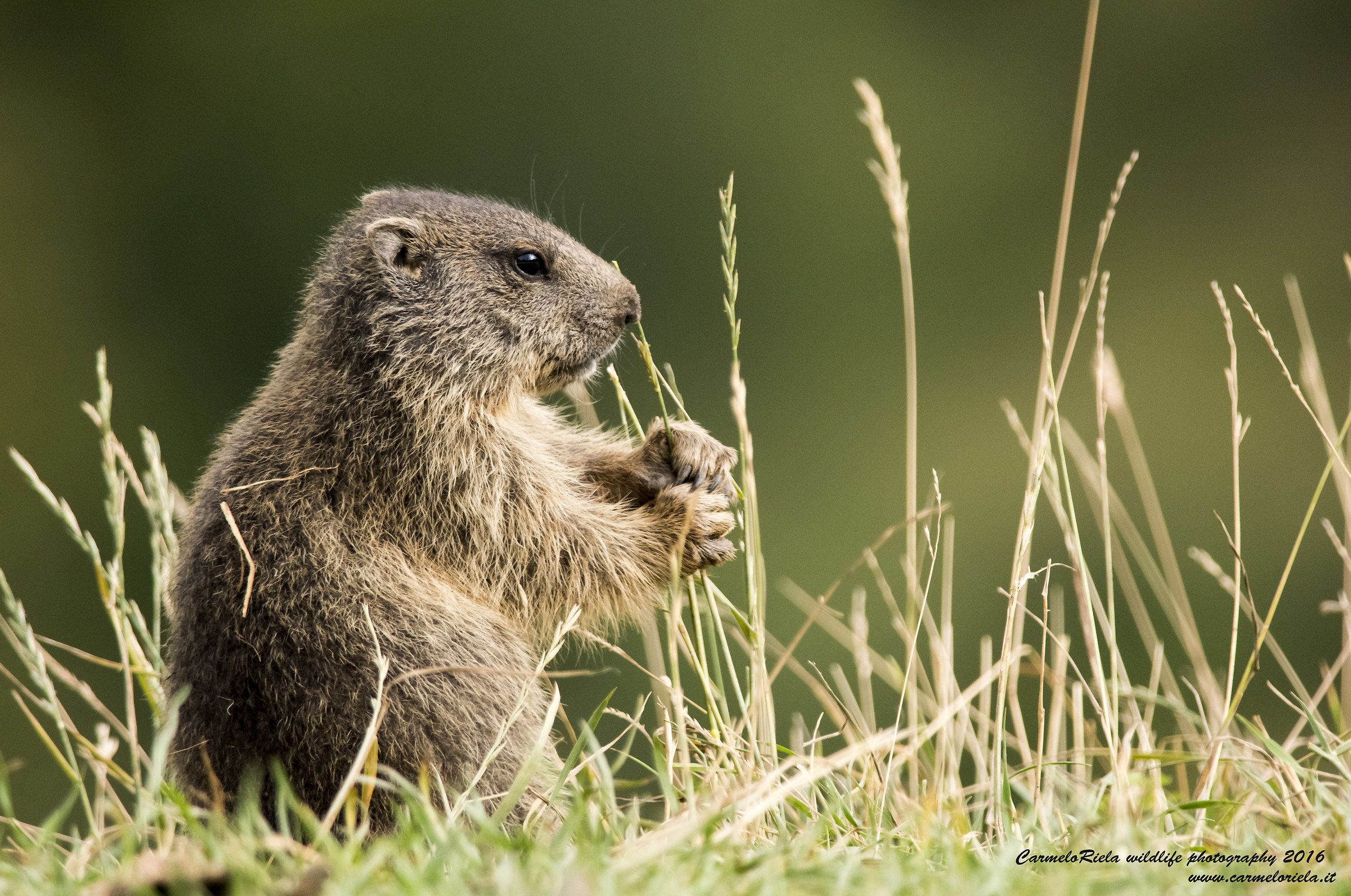 cucciolo di marmotta.