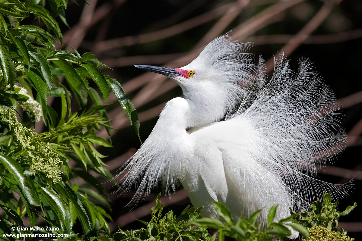 Snowy egret