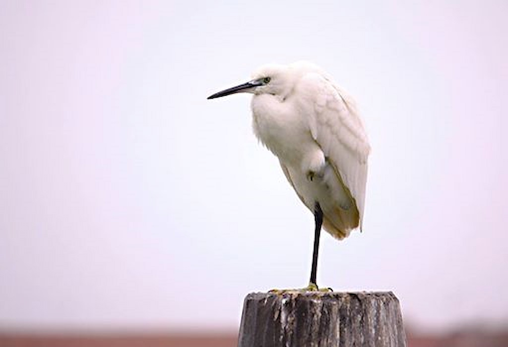 Waiting for the flight.