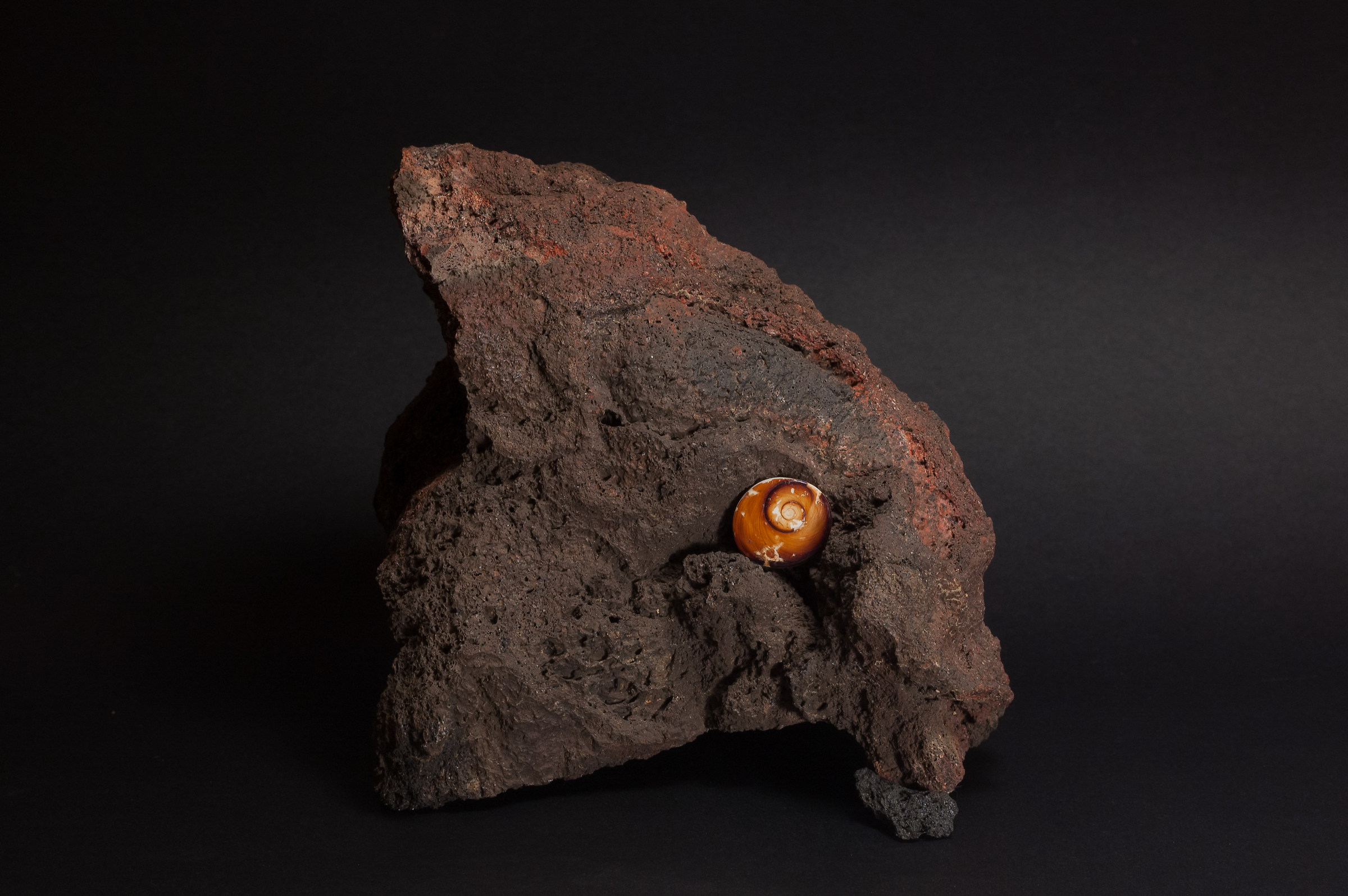 astrea rugosa su pietra lavica