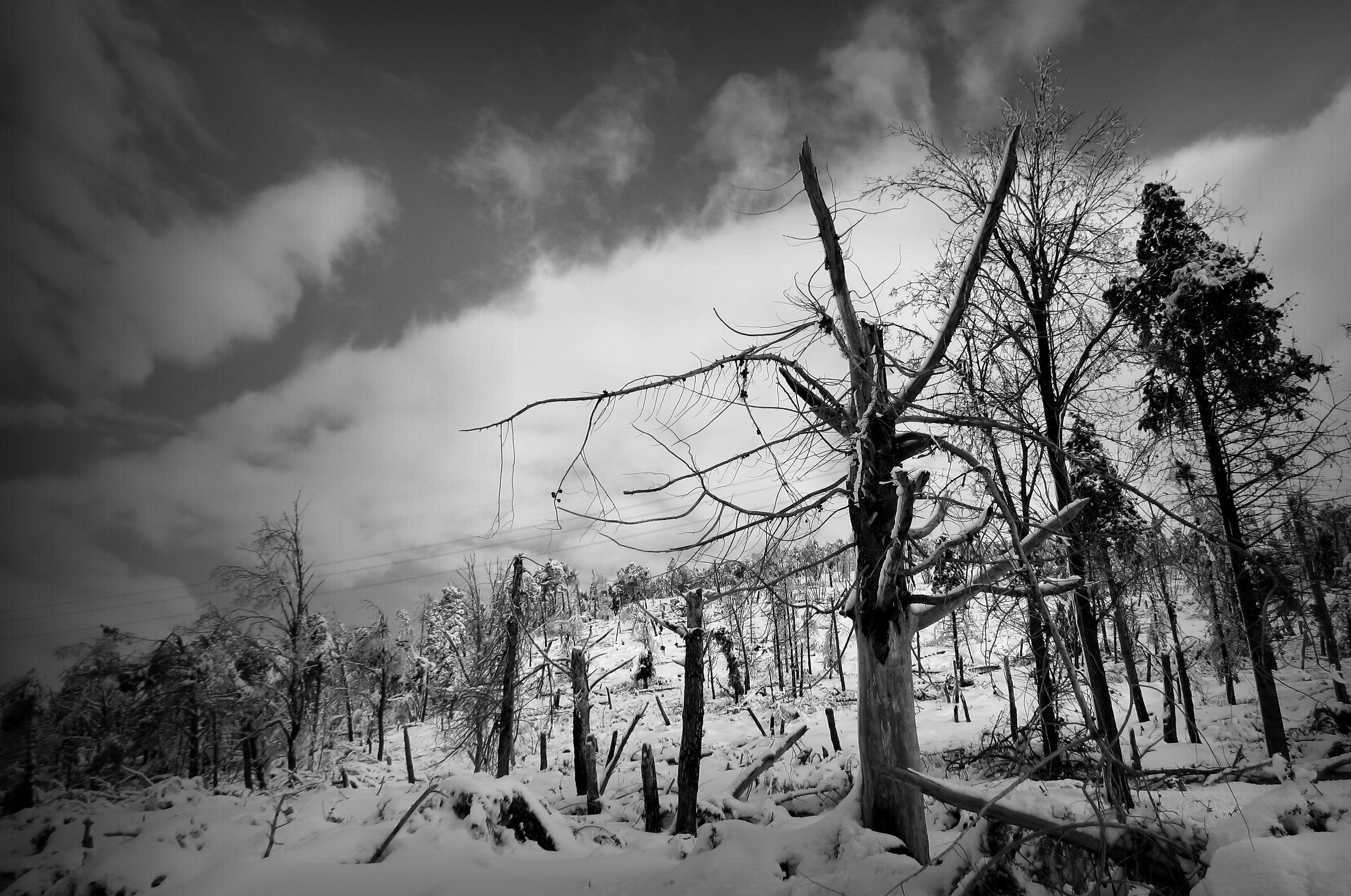 Alberi abbattuti dalla neve