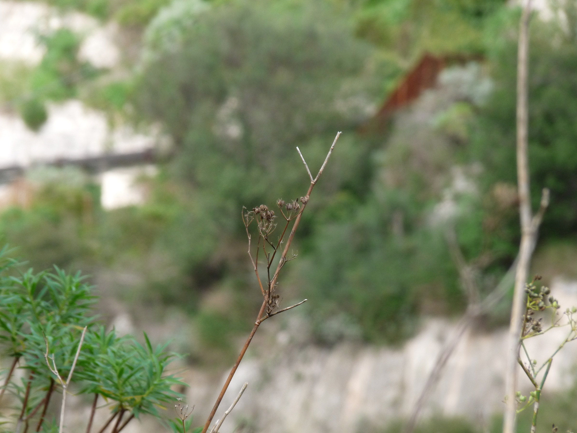 a blade of grass dry