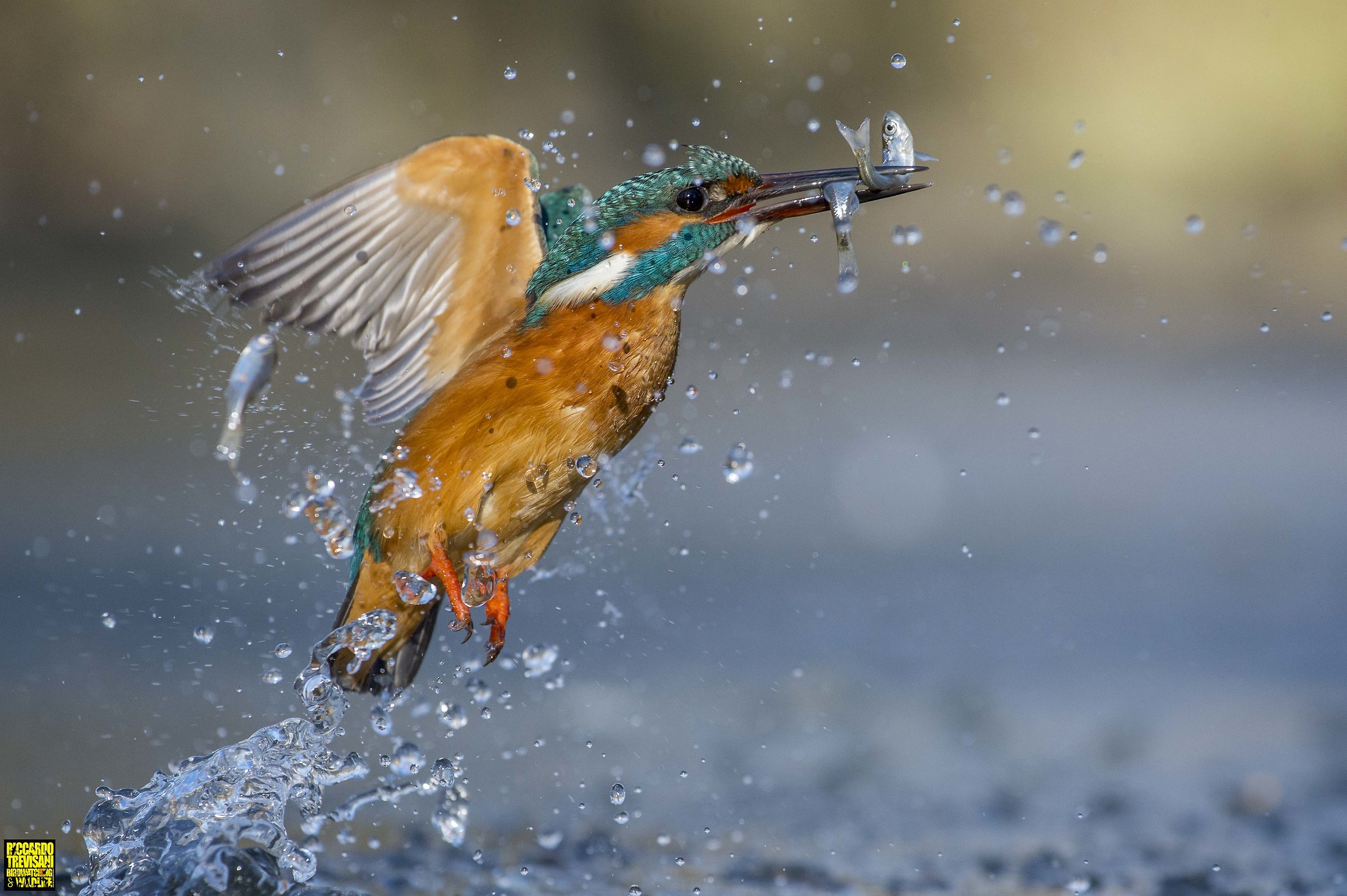 l'infallibile re....