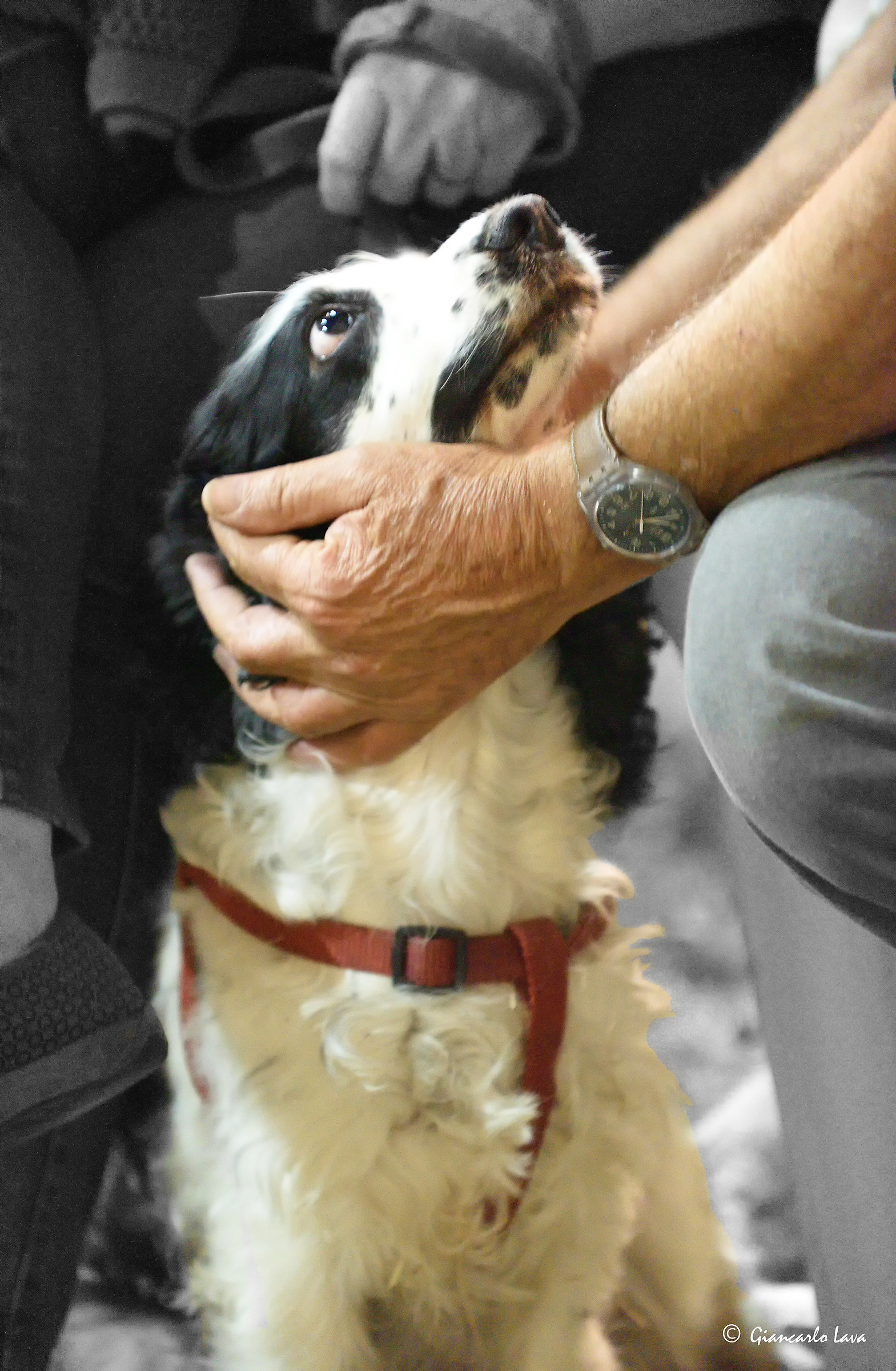 Amore allo stato puro