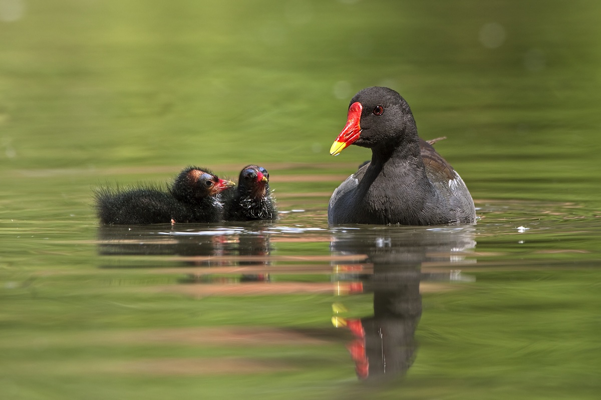 Moorhen