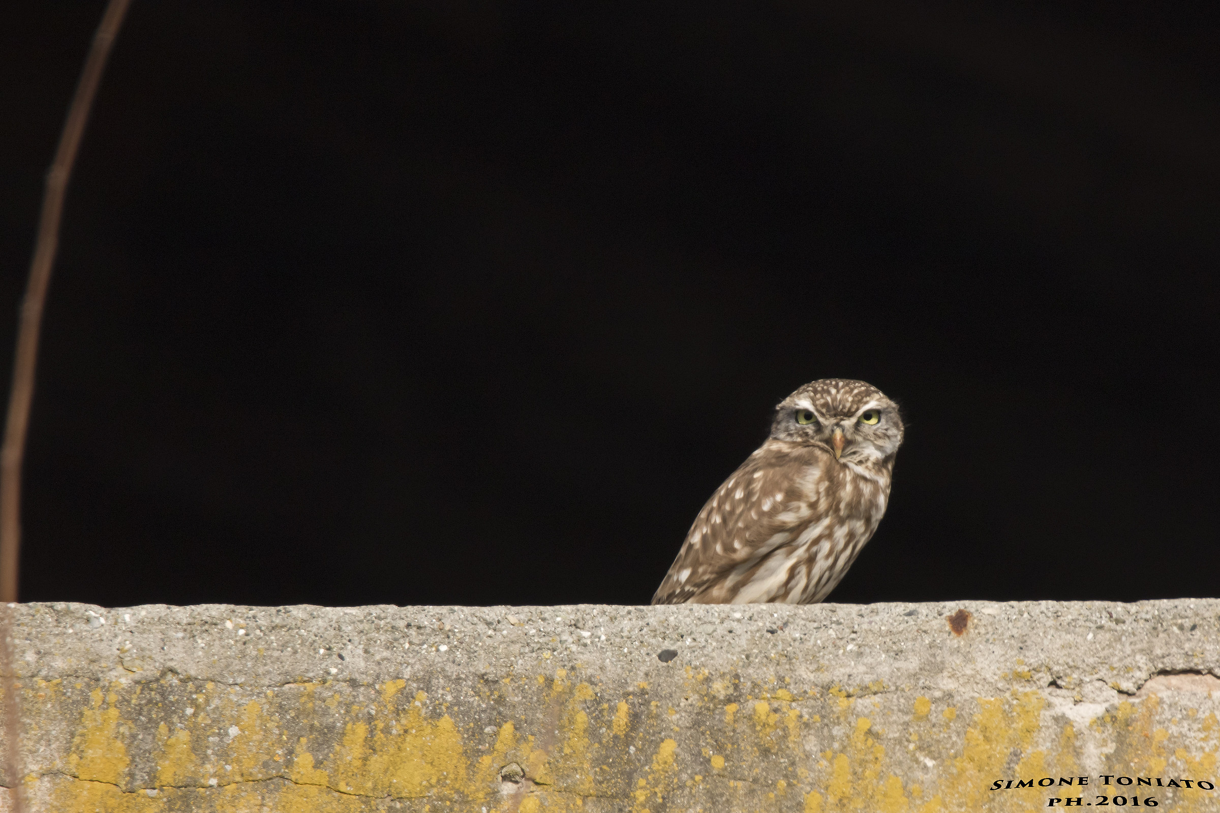 civetta - athena noctua