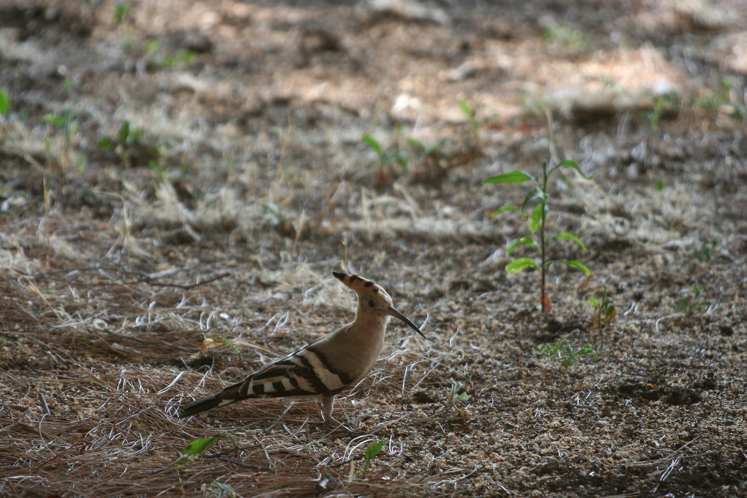 Hoopoe in the garden