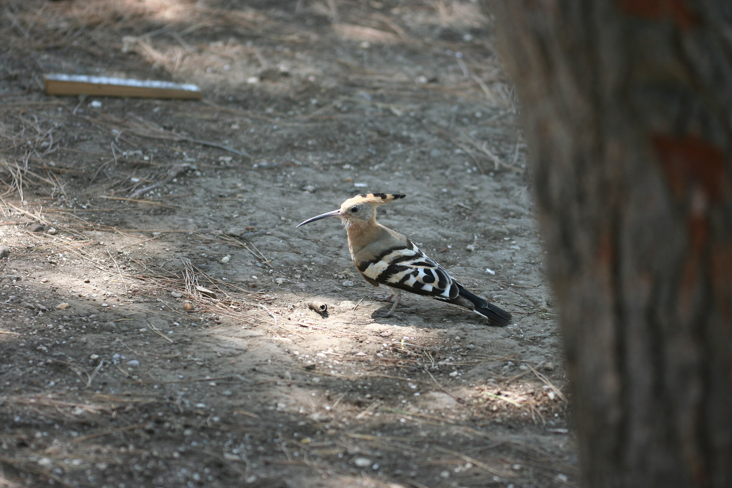 Hoopoe that does not go away ...
