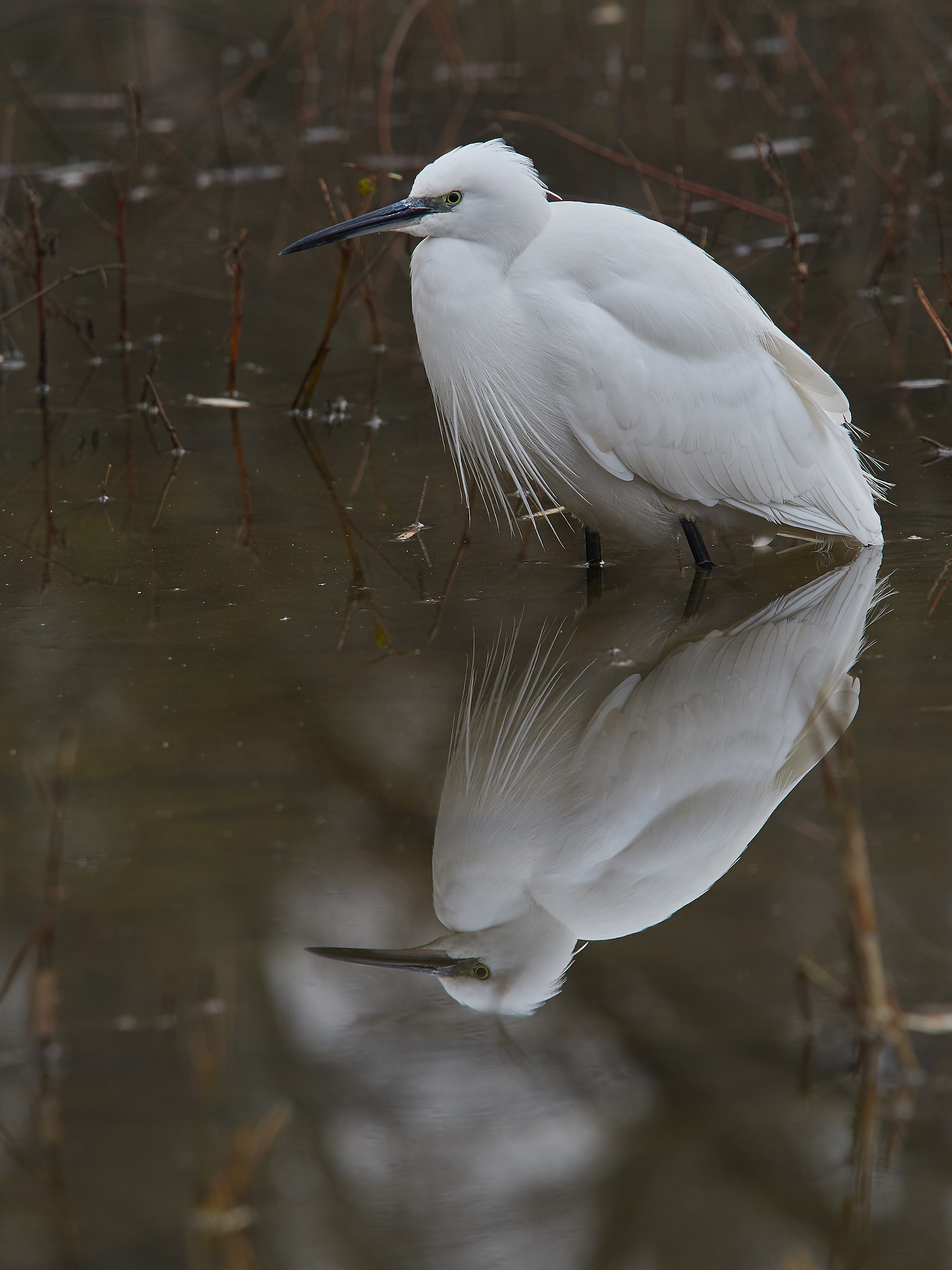 Egret