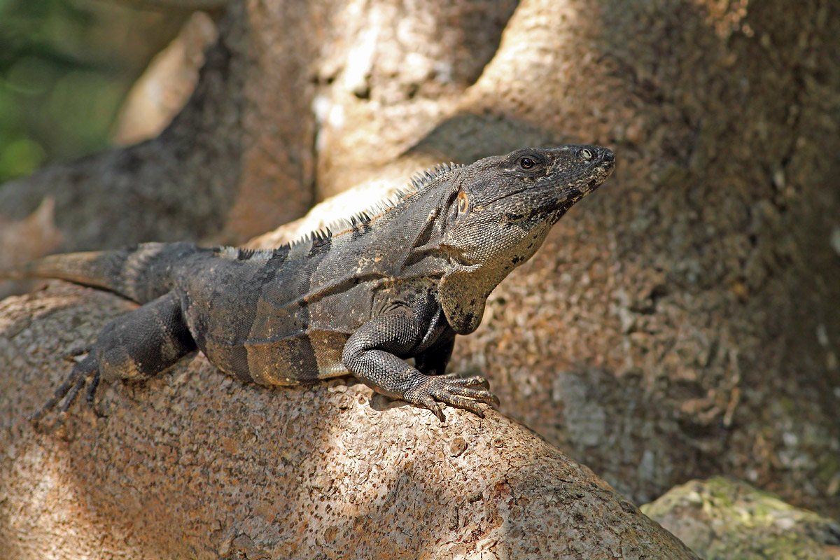 Iguana