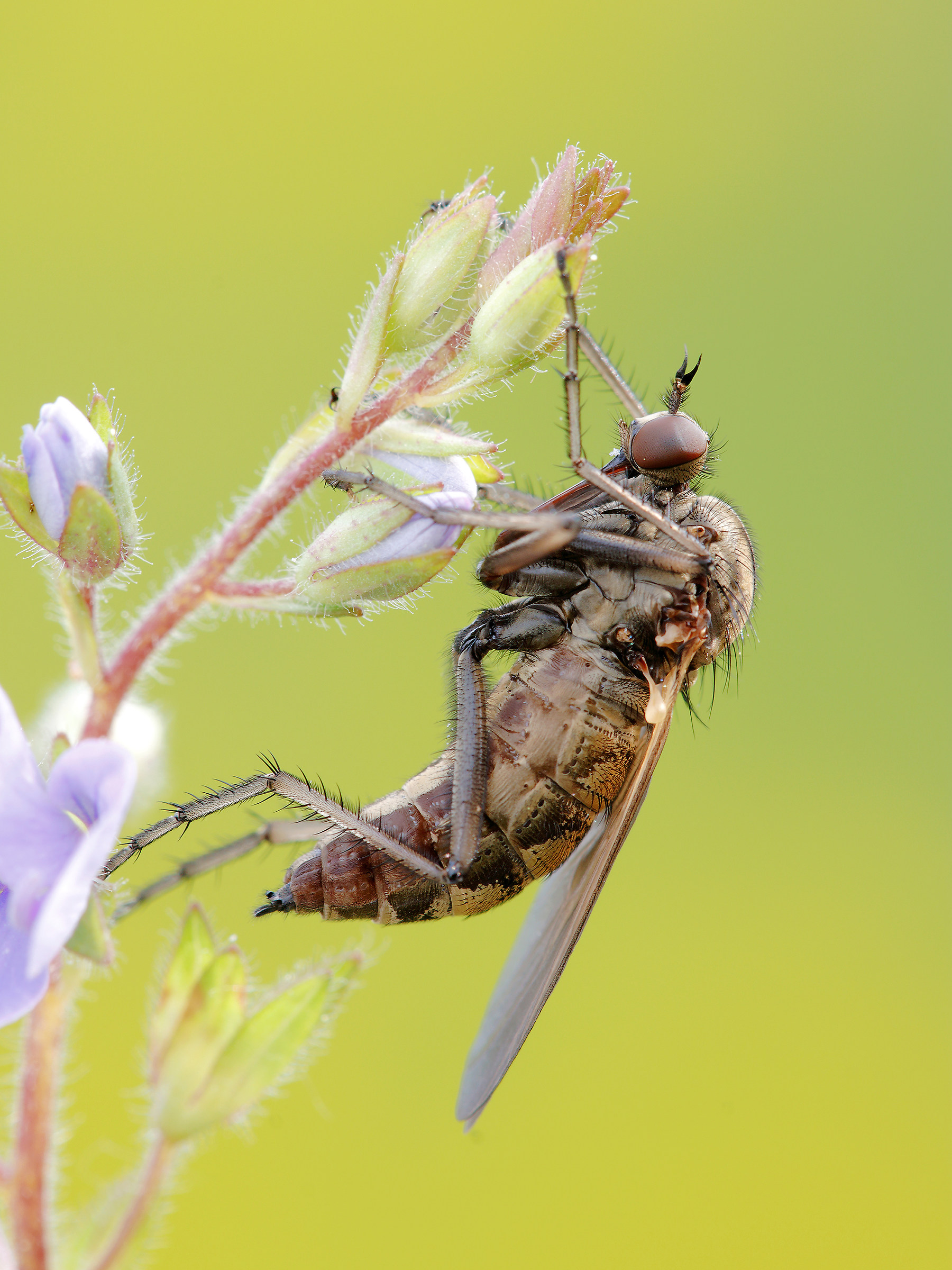 Empis tessellata