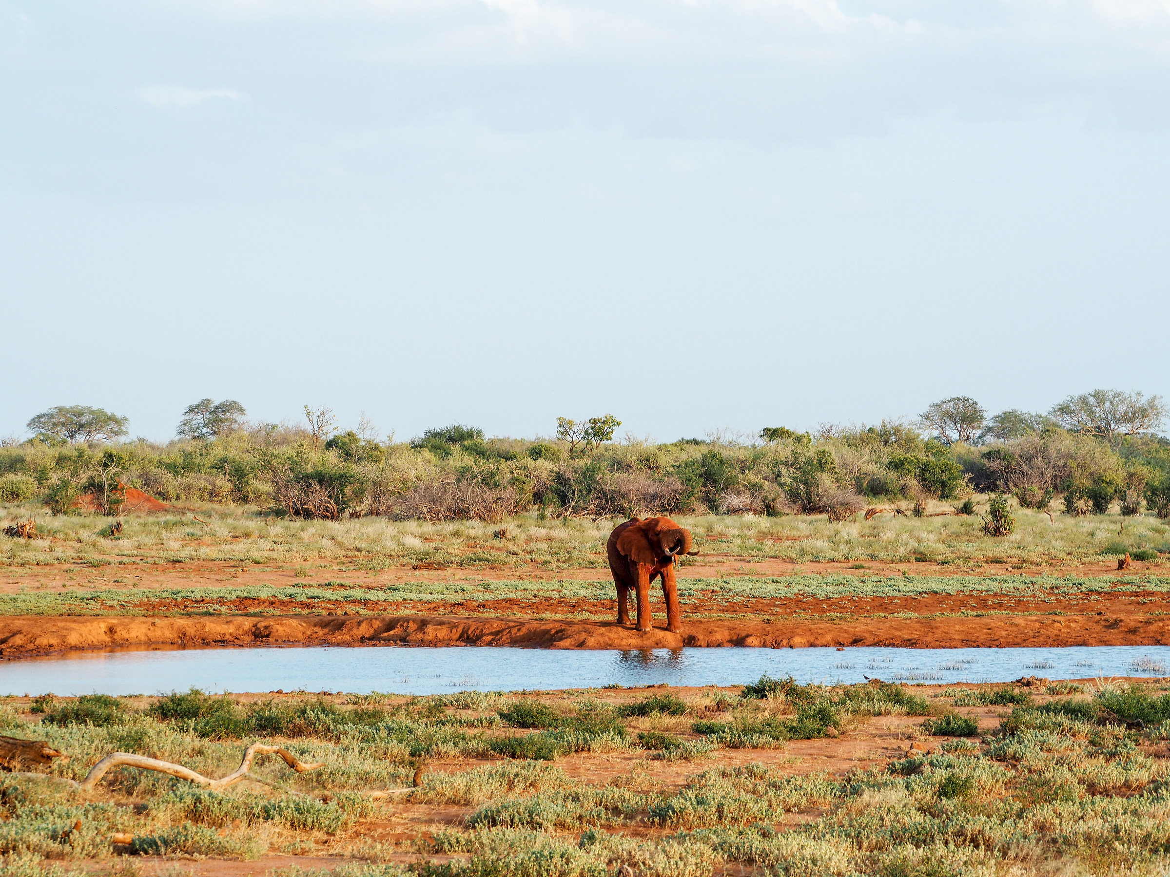 Elefante, Tsavo Est