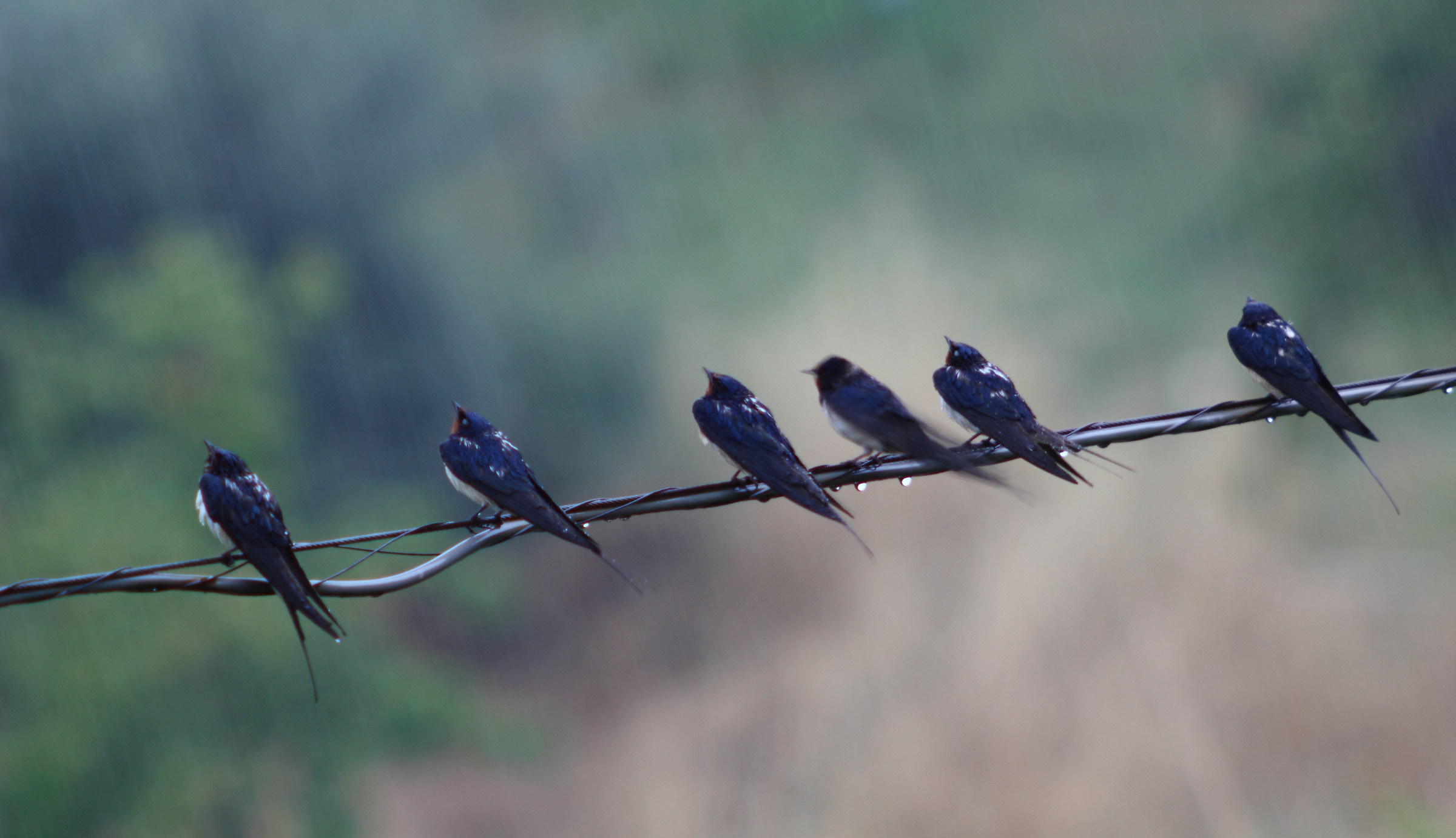 Rondini sotto la pioggia