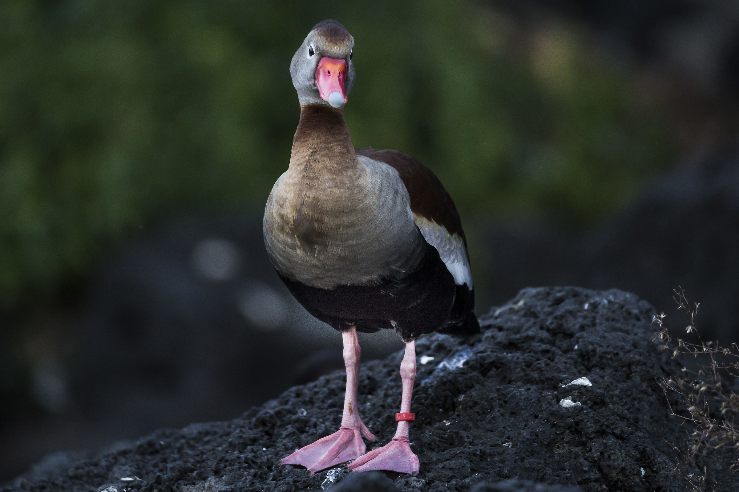 Dendrocigna Pancianera (Dendrocygna Autumnalis)